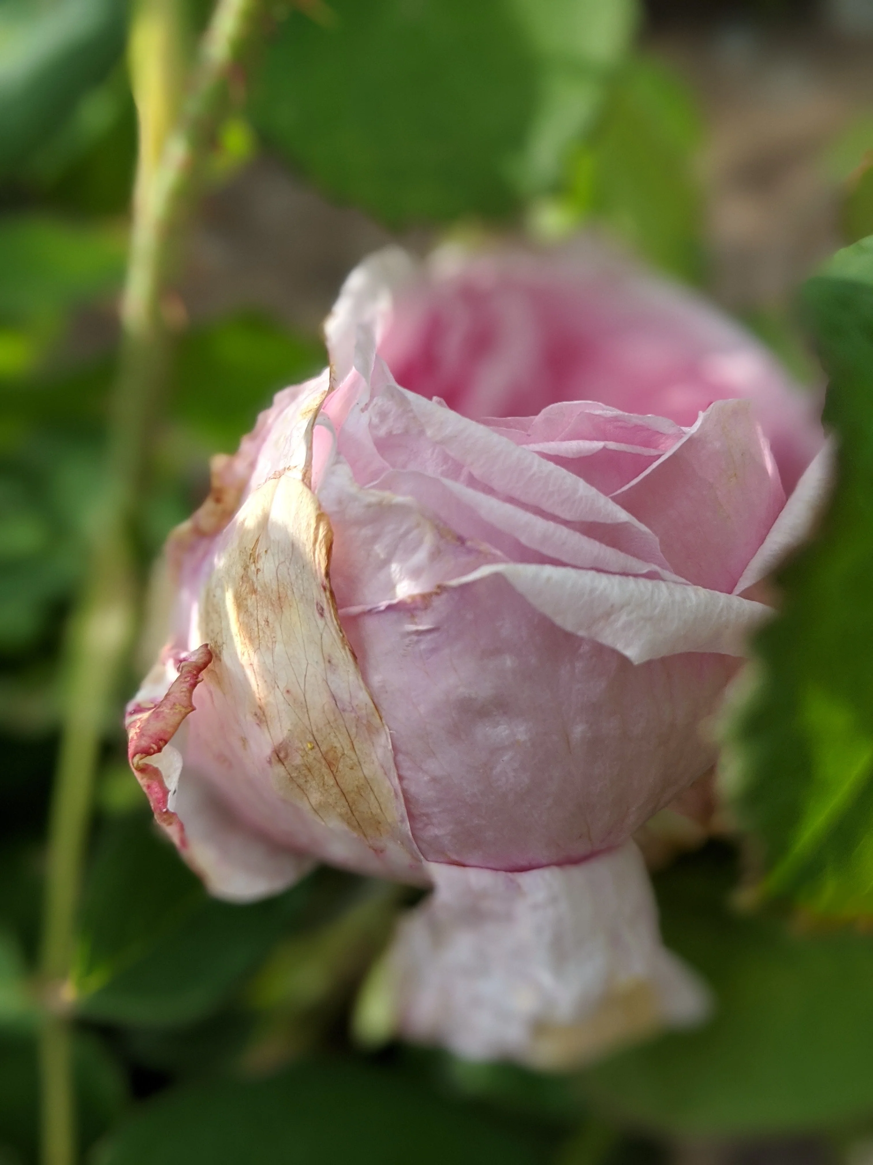 Damask Rose Enfleurage. - Image 22