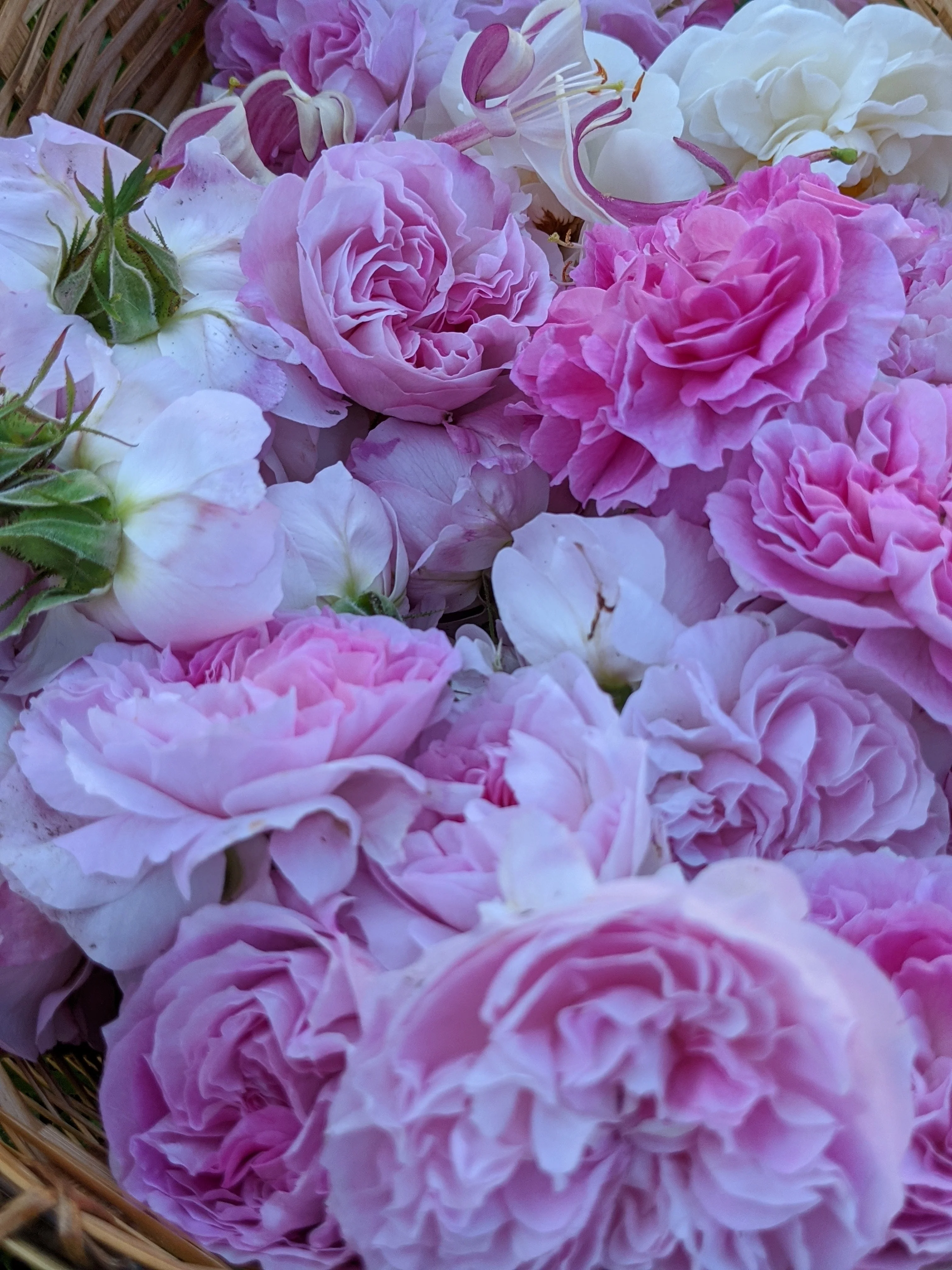 Damask Rose Enfleurage. - Image 24