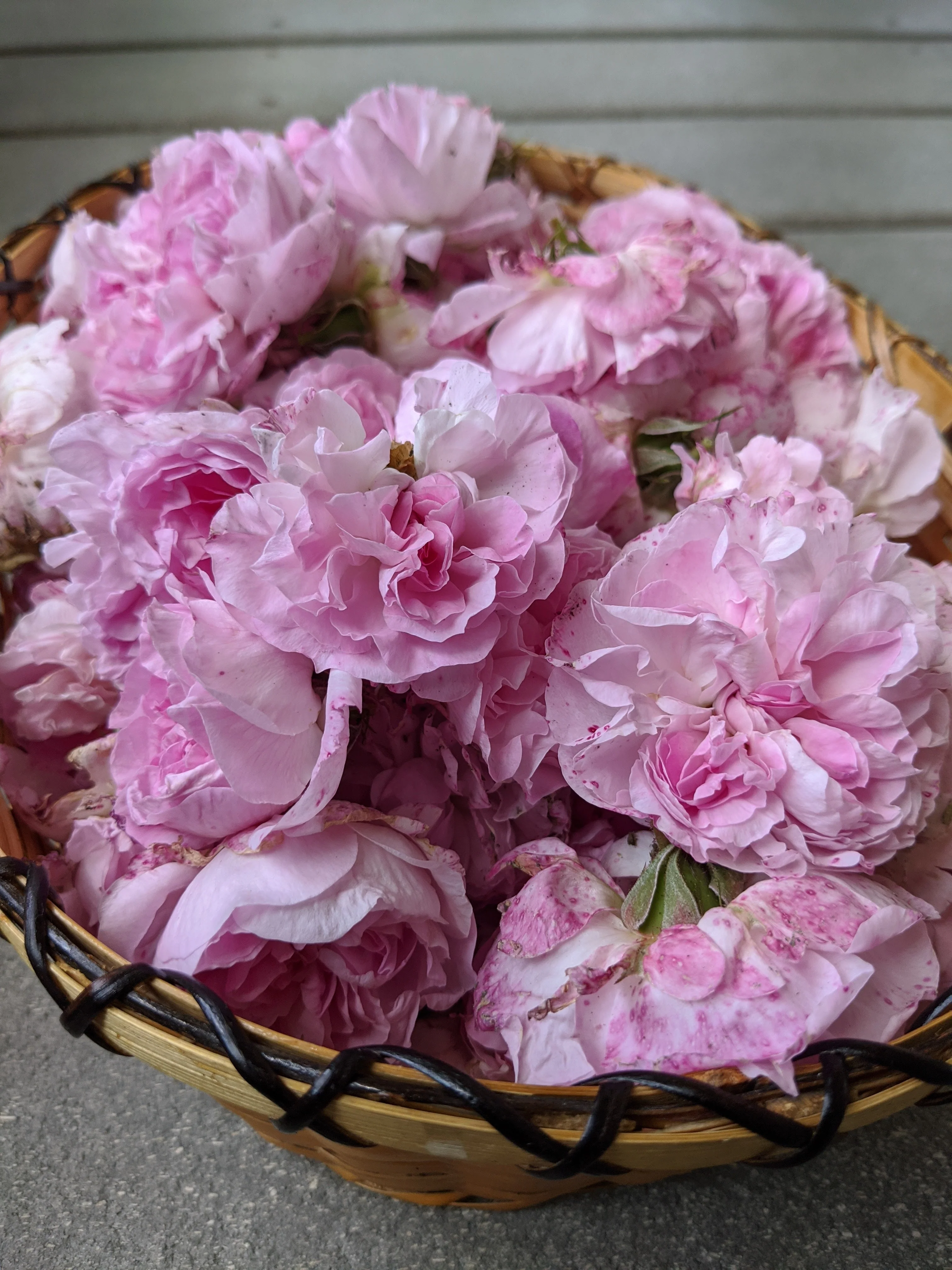 Damask Rose Enfleurage. - Image 25