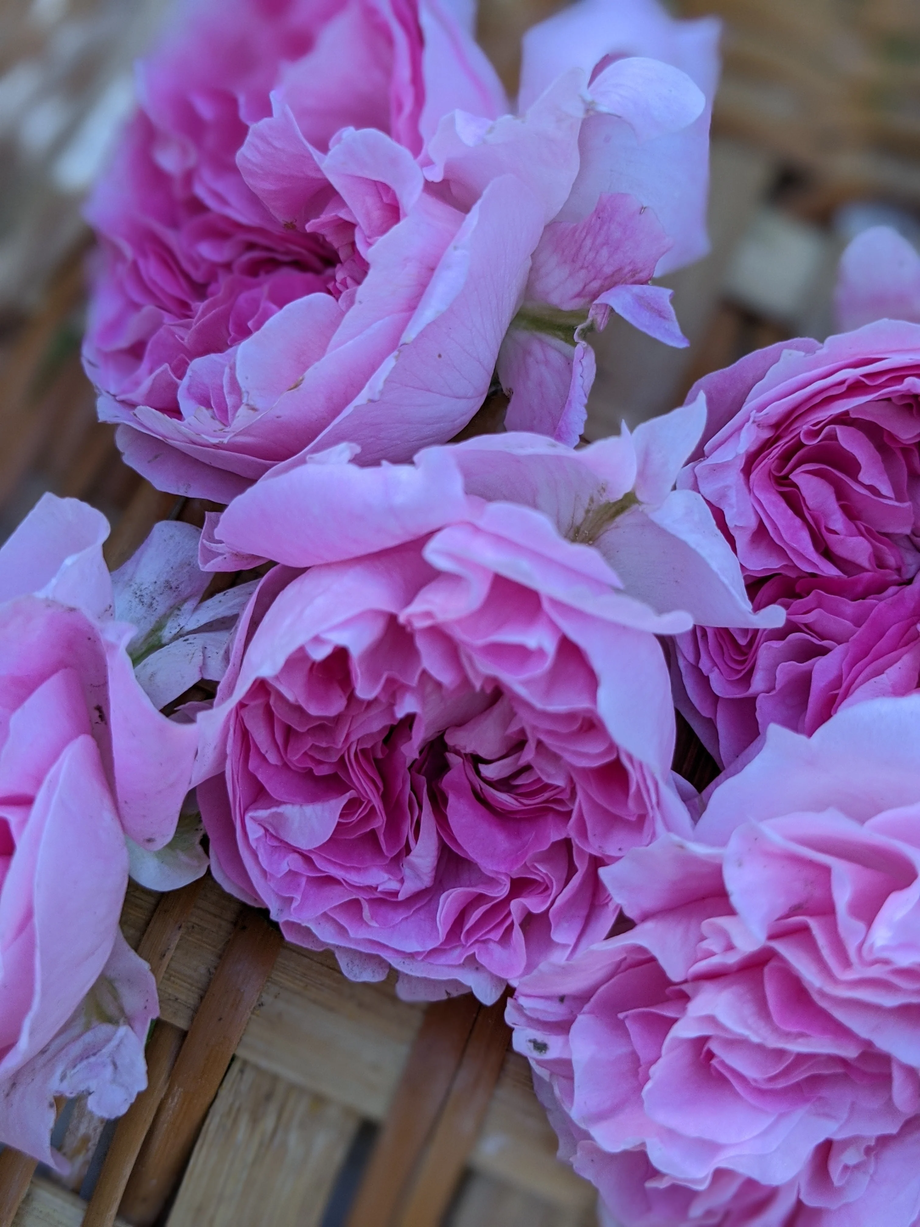 Damask Rose Enfleurage. - Image 26