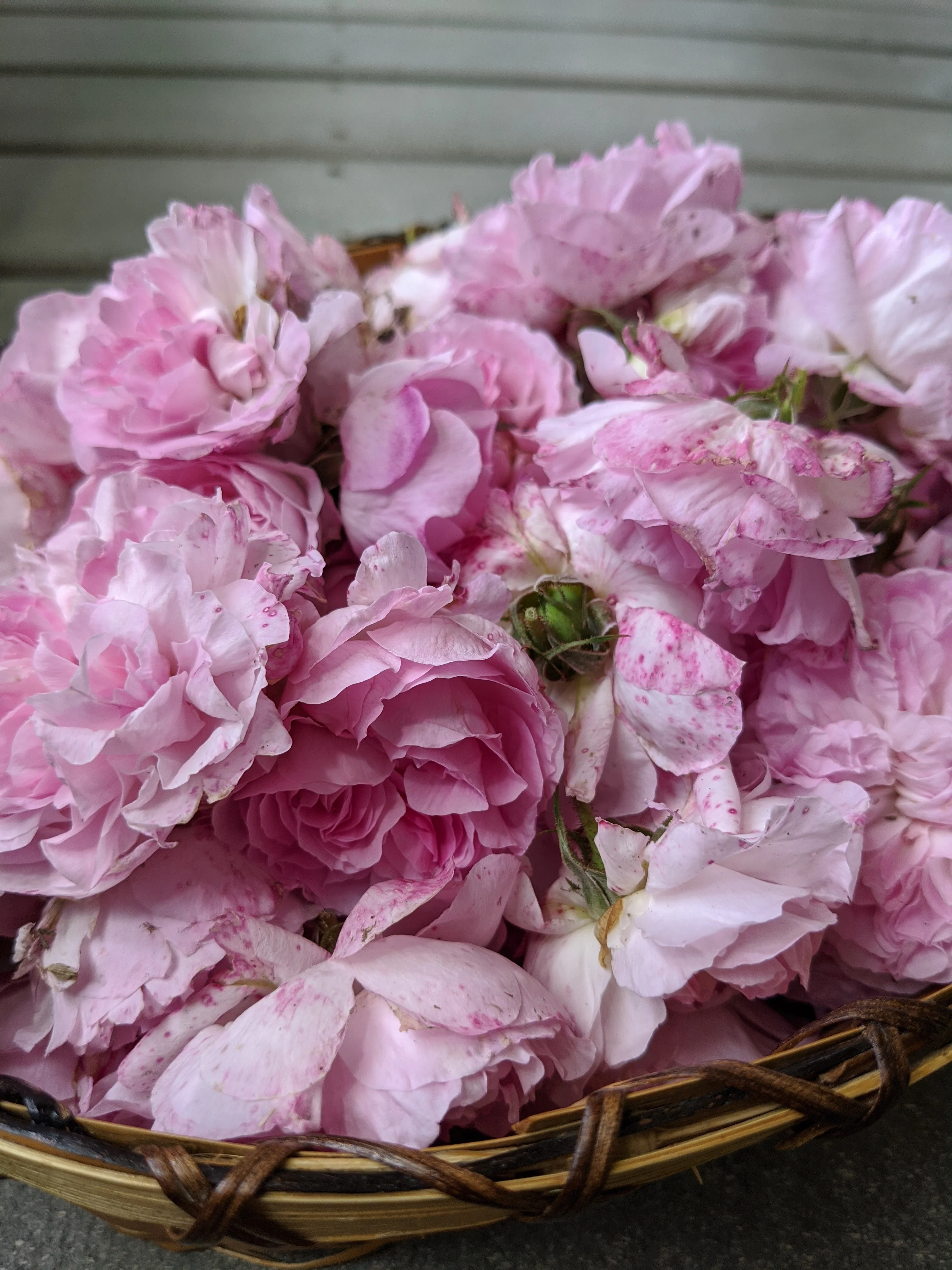 Damask Rose Enfleurage. - Image 27