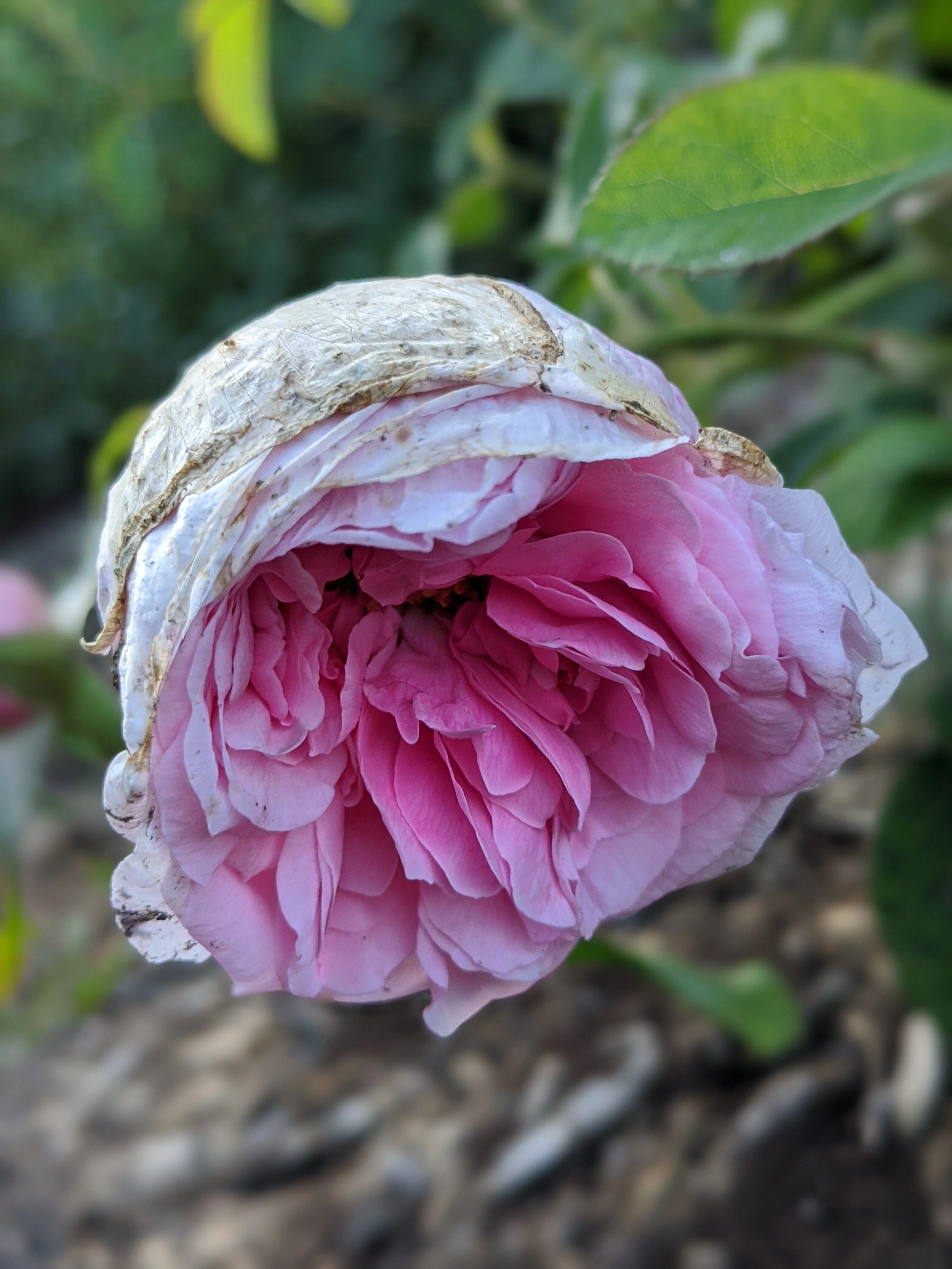 Damask Rose Enfleurage. - Image 28