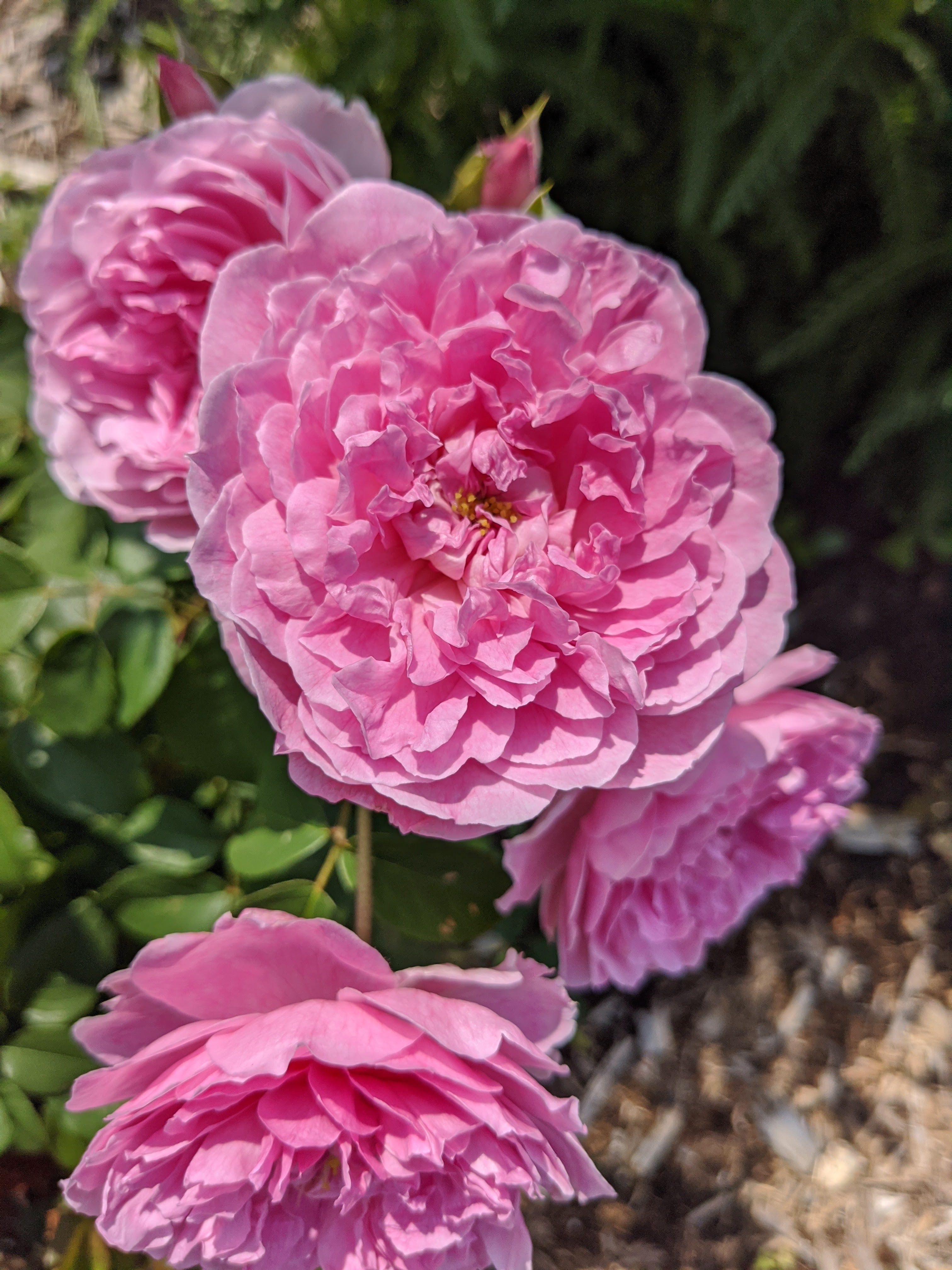 Damask Rose Enfleurage. - Image 29