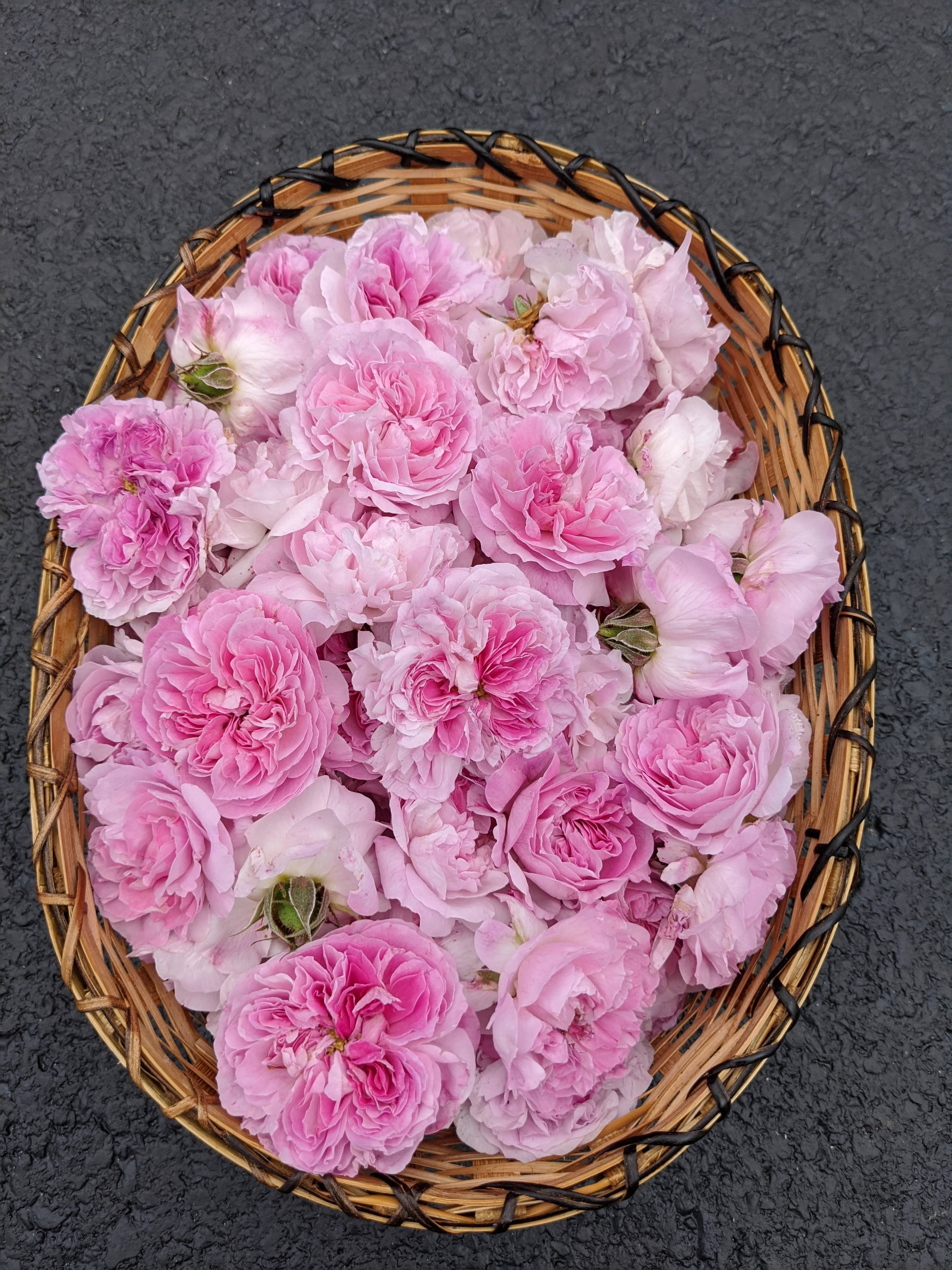 Damask Rose Enfleurage. - Image 3