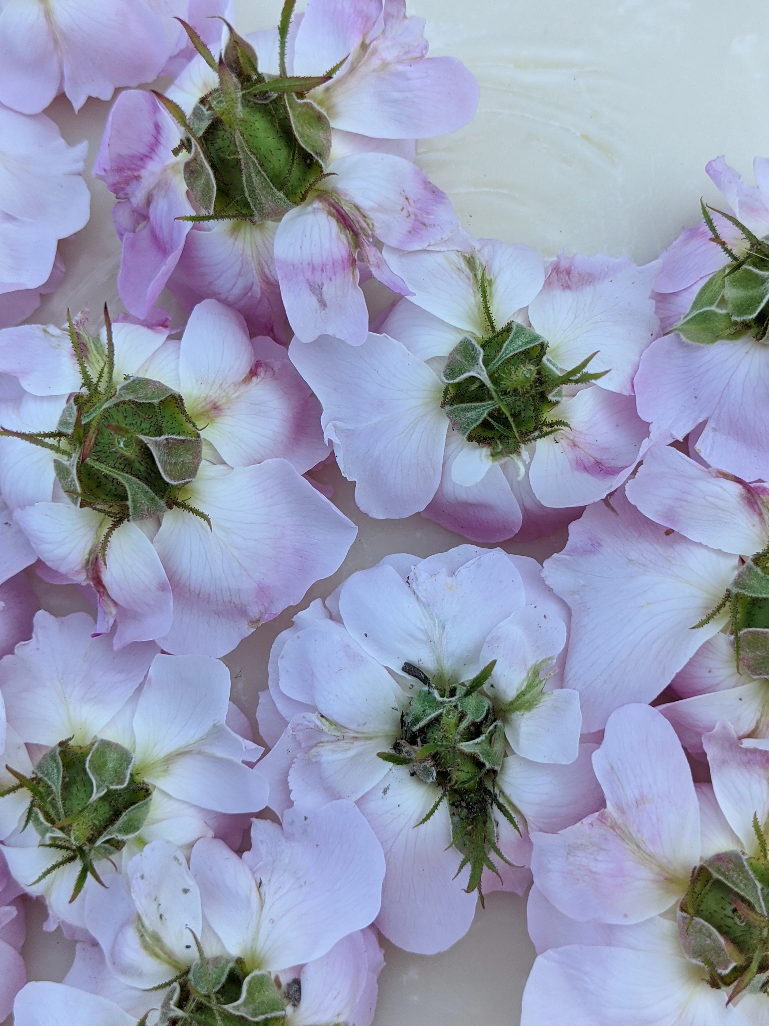 Damask Rose Enfleurage. - Image 30