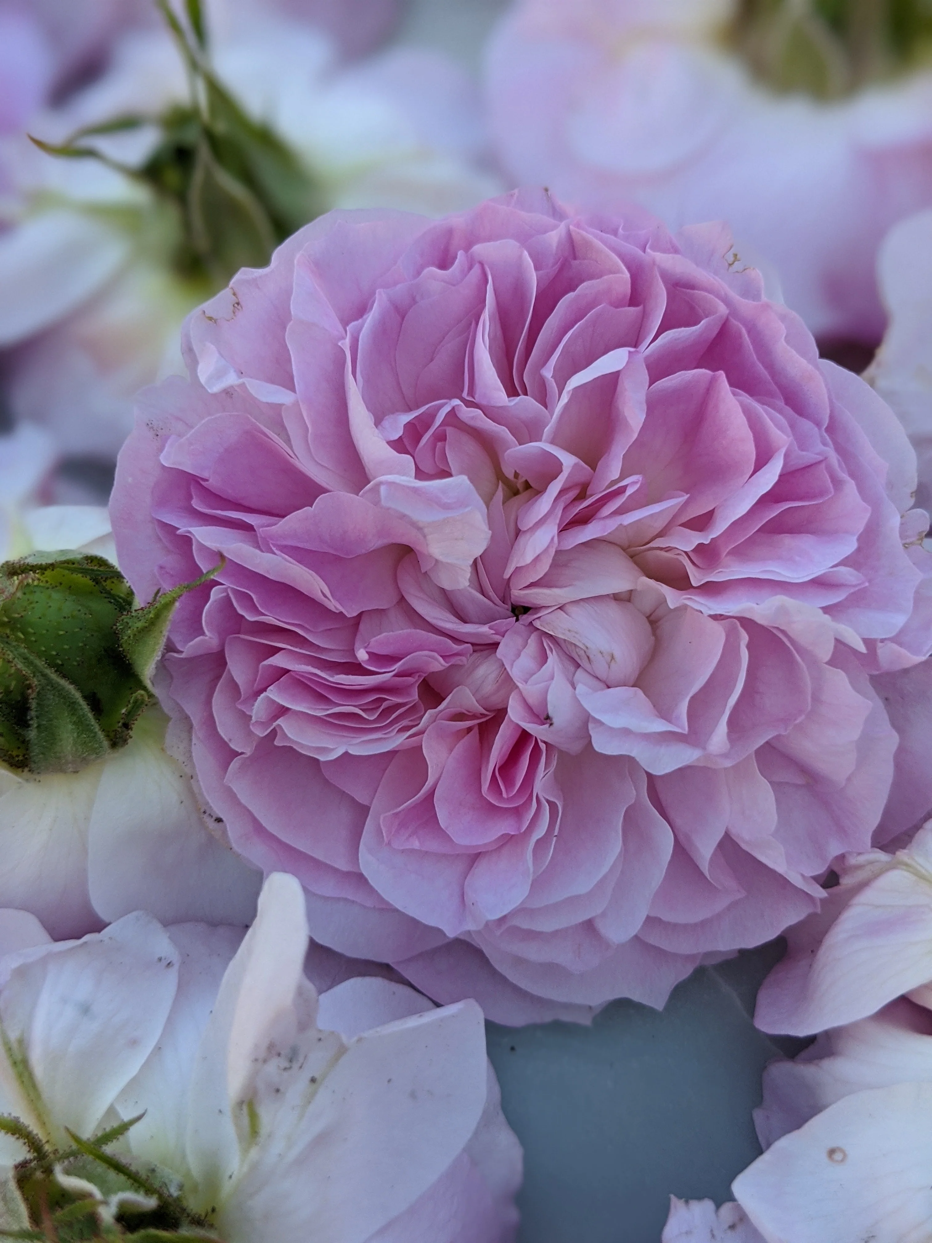 Damask Rose Enfleurage. - Image 31