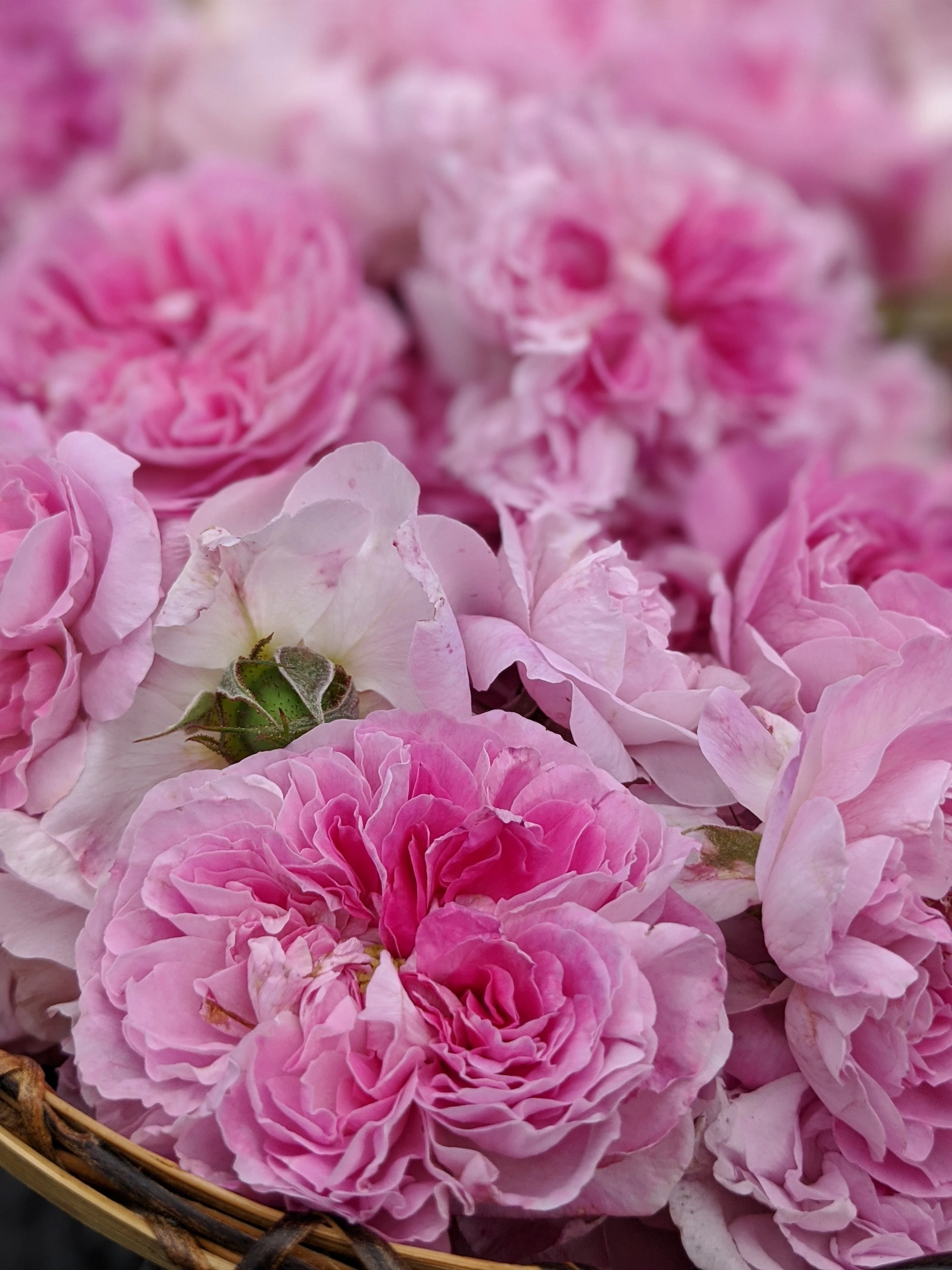 Damask Rose Enfleurage. - Image 32