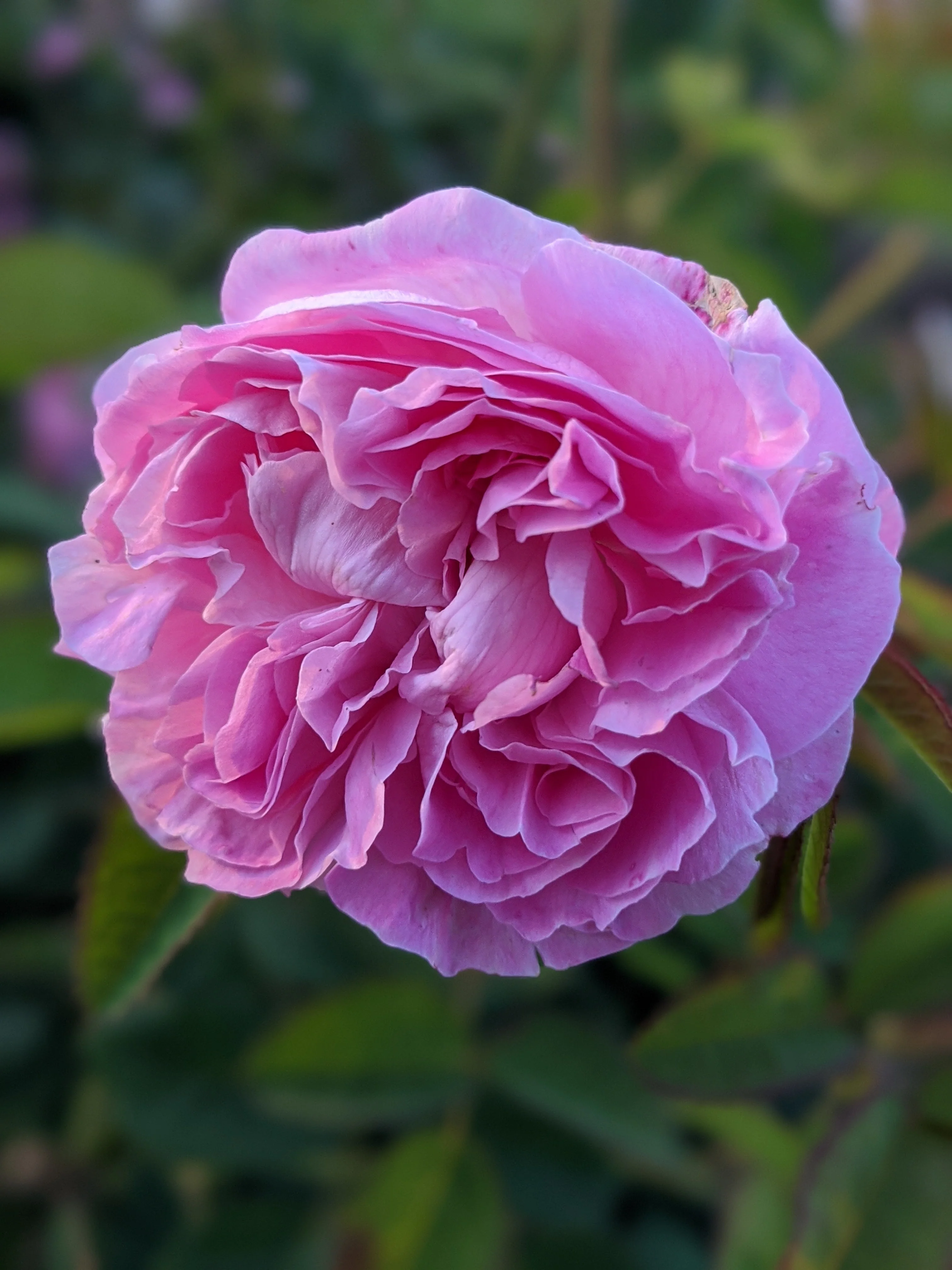 Damask Rose Enfleurage. - Image 33