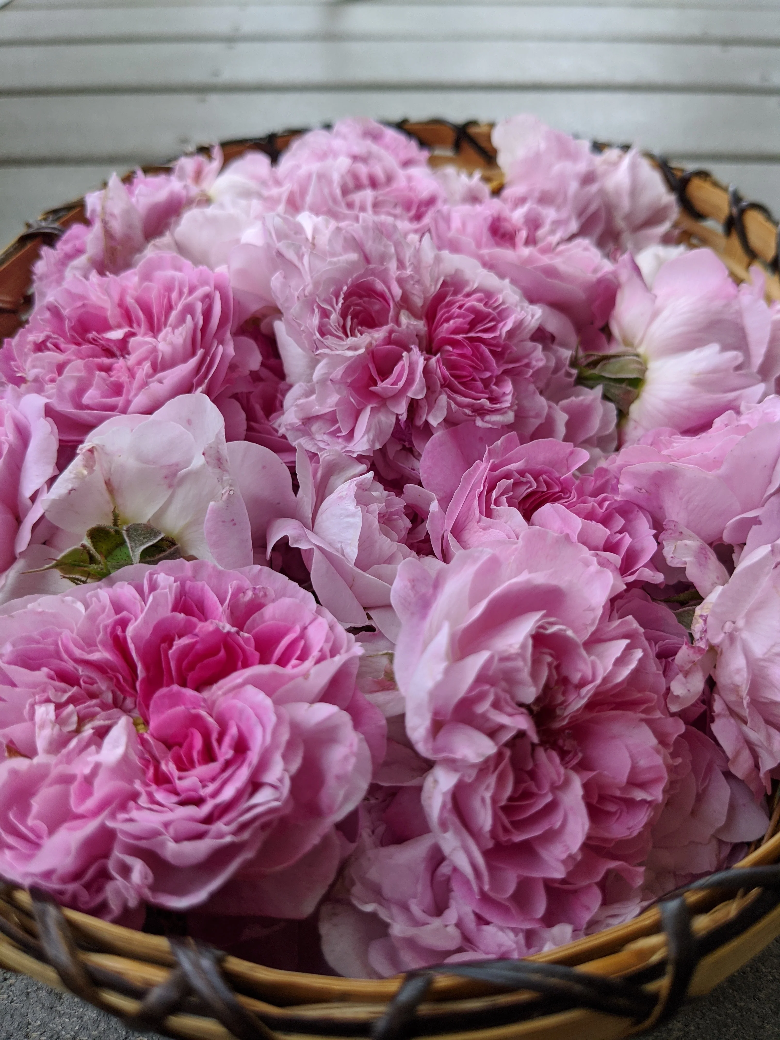 Damask Rose Enfleurage. - Image 34