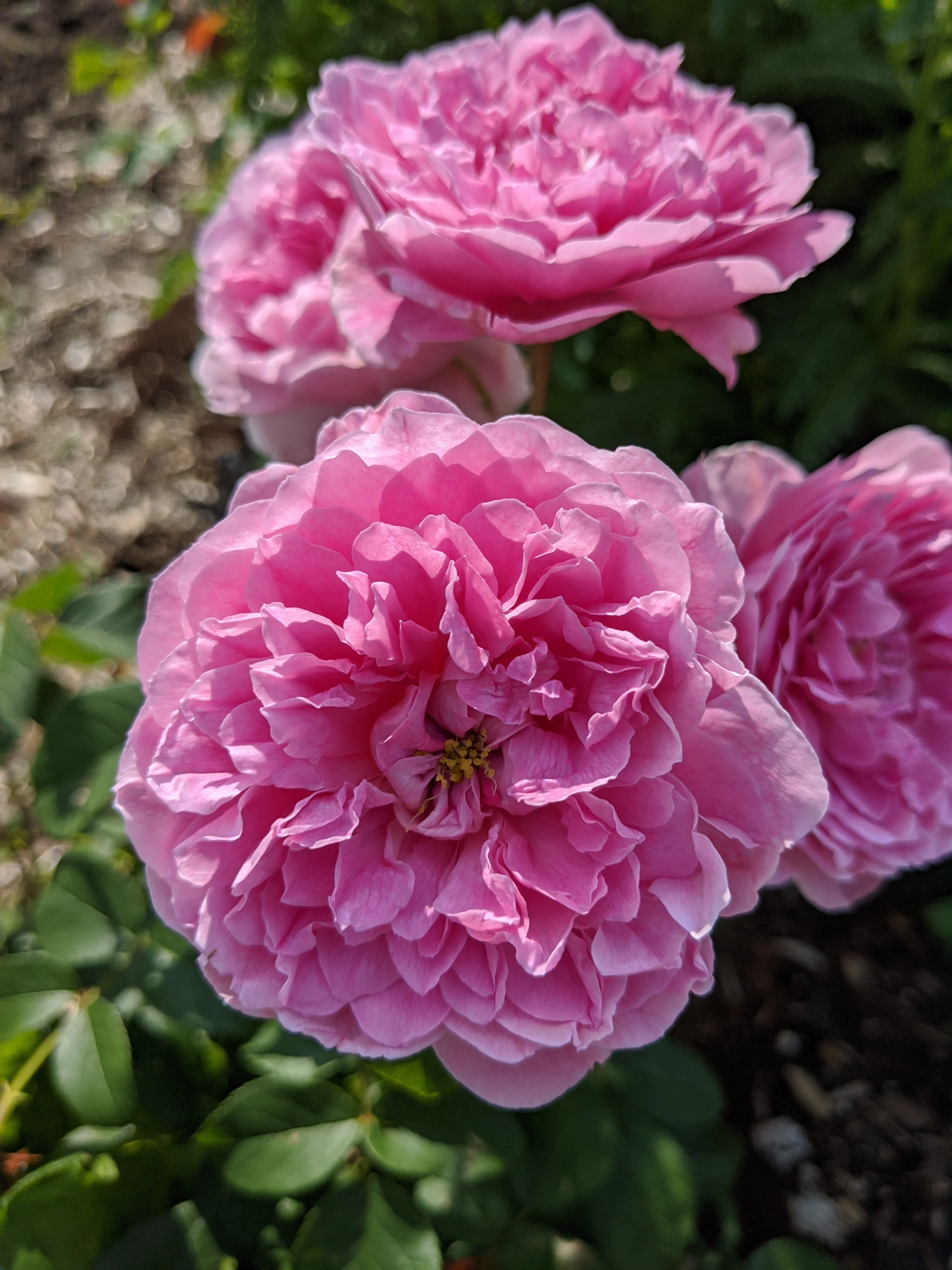 Damask Rose Enfleurage. - Image 35