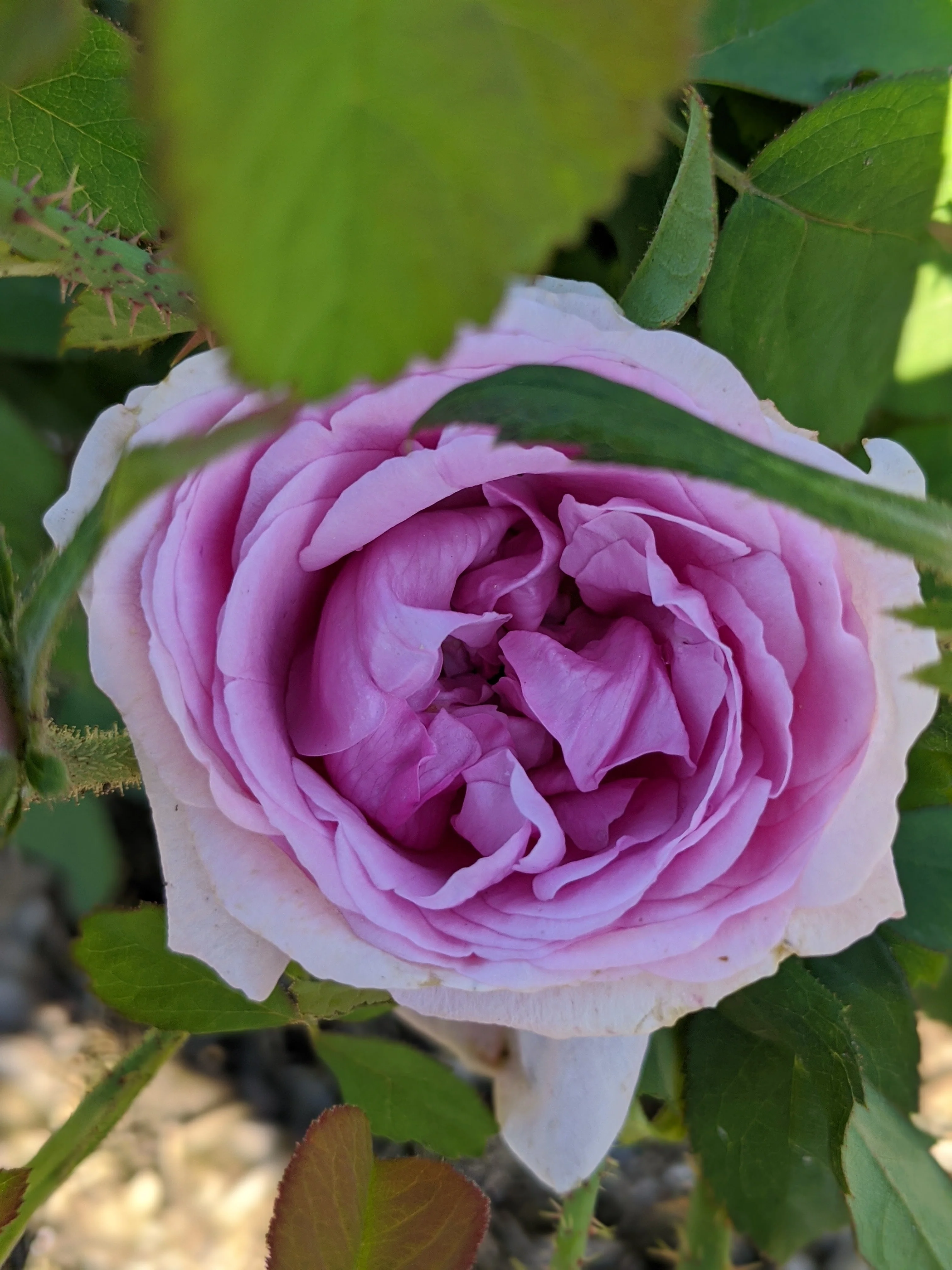 Damask Rose Enfleurage. - Image 36