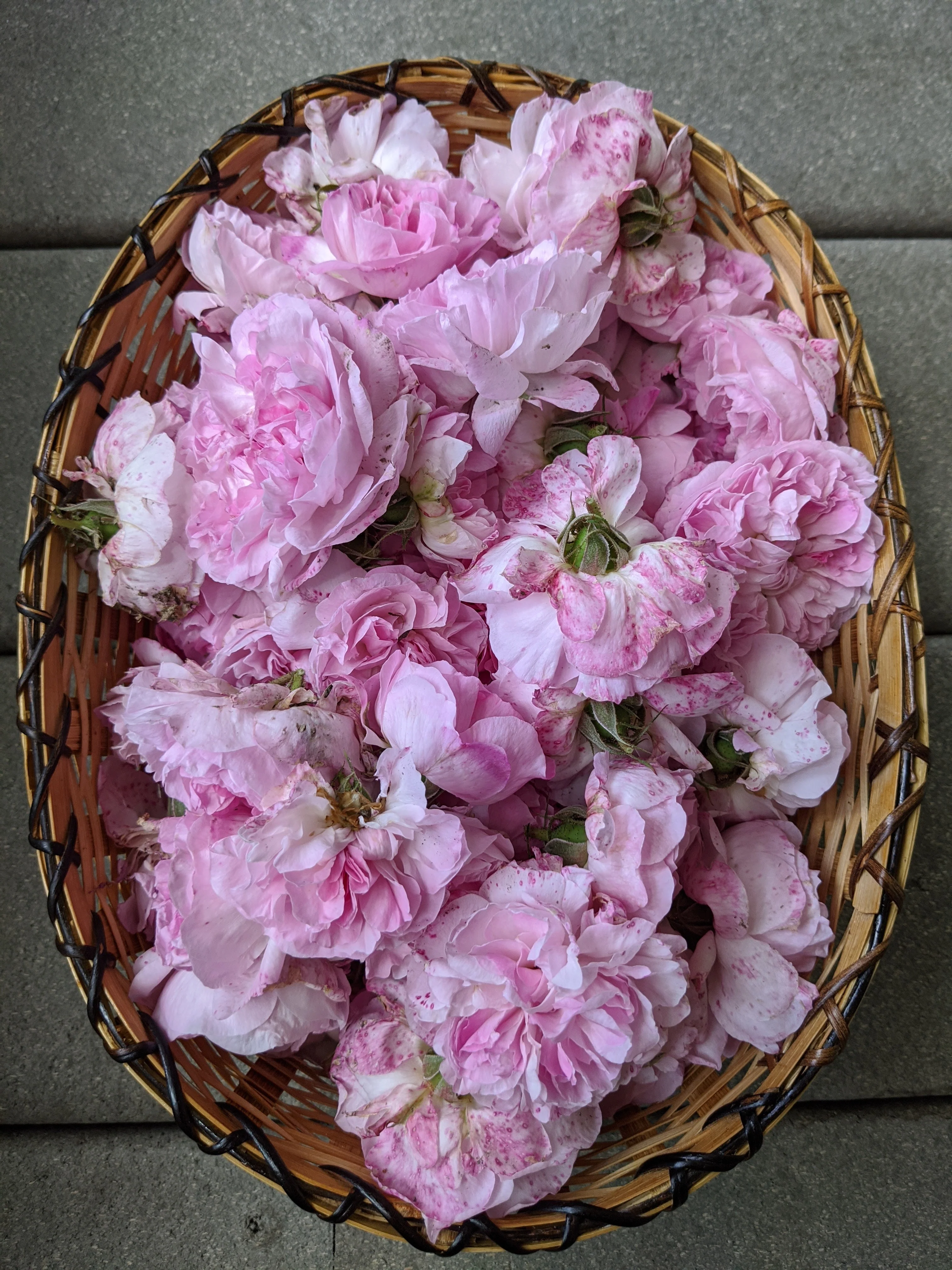 Damask Rose Enfleurage. - Image 38