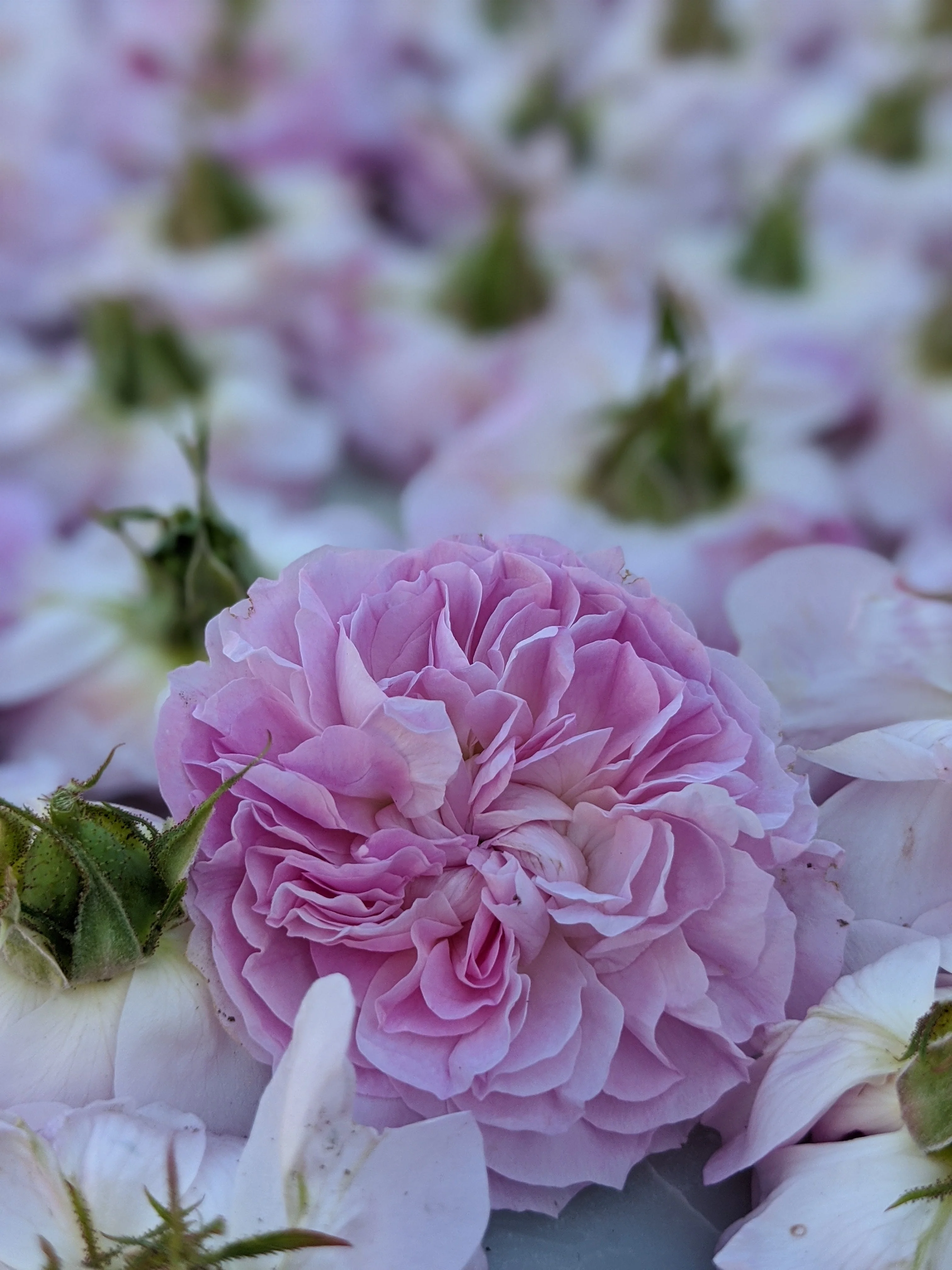 Damask Rose Enfleurage. - Image 4