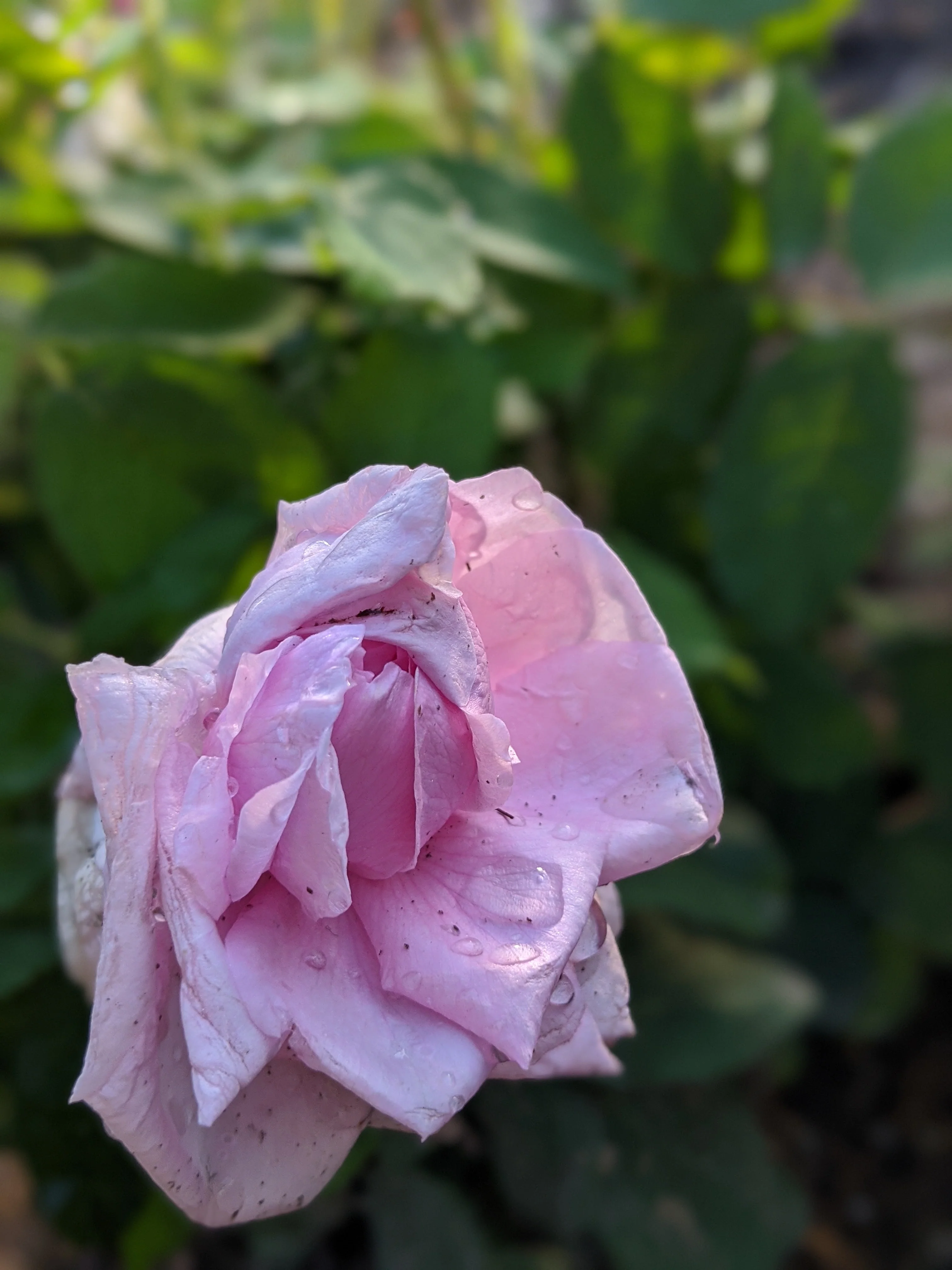 Damask Rose Enfleurage. - Image 41