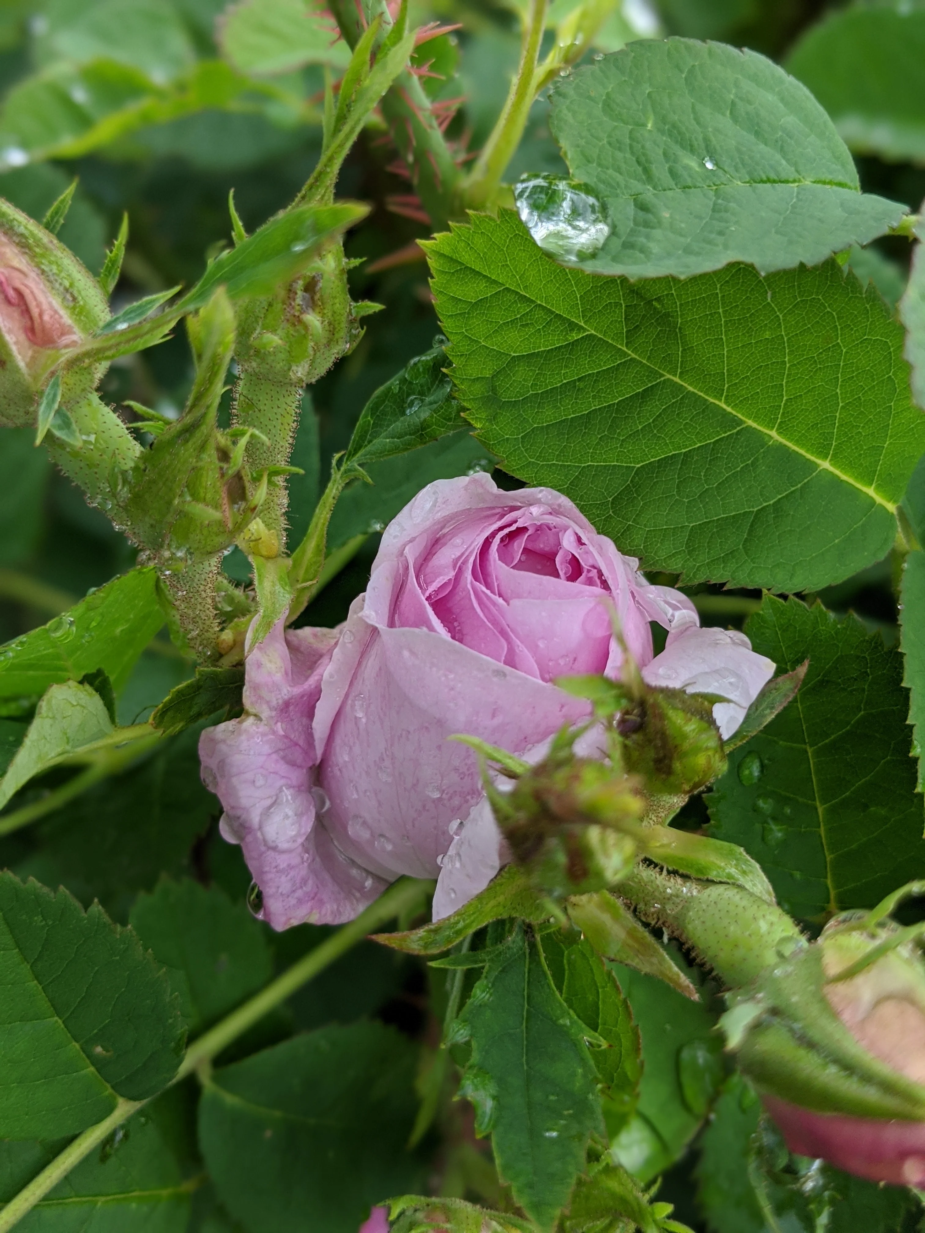 Damask Rose Enfleurage. - Image 42