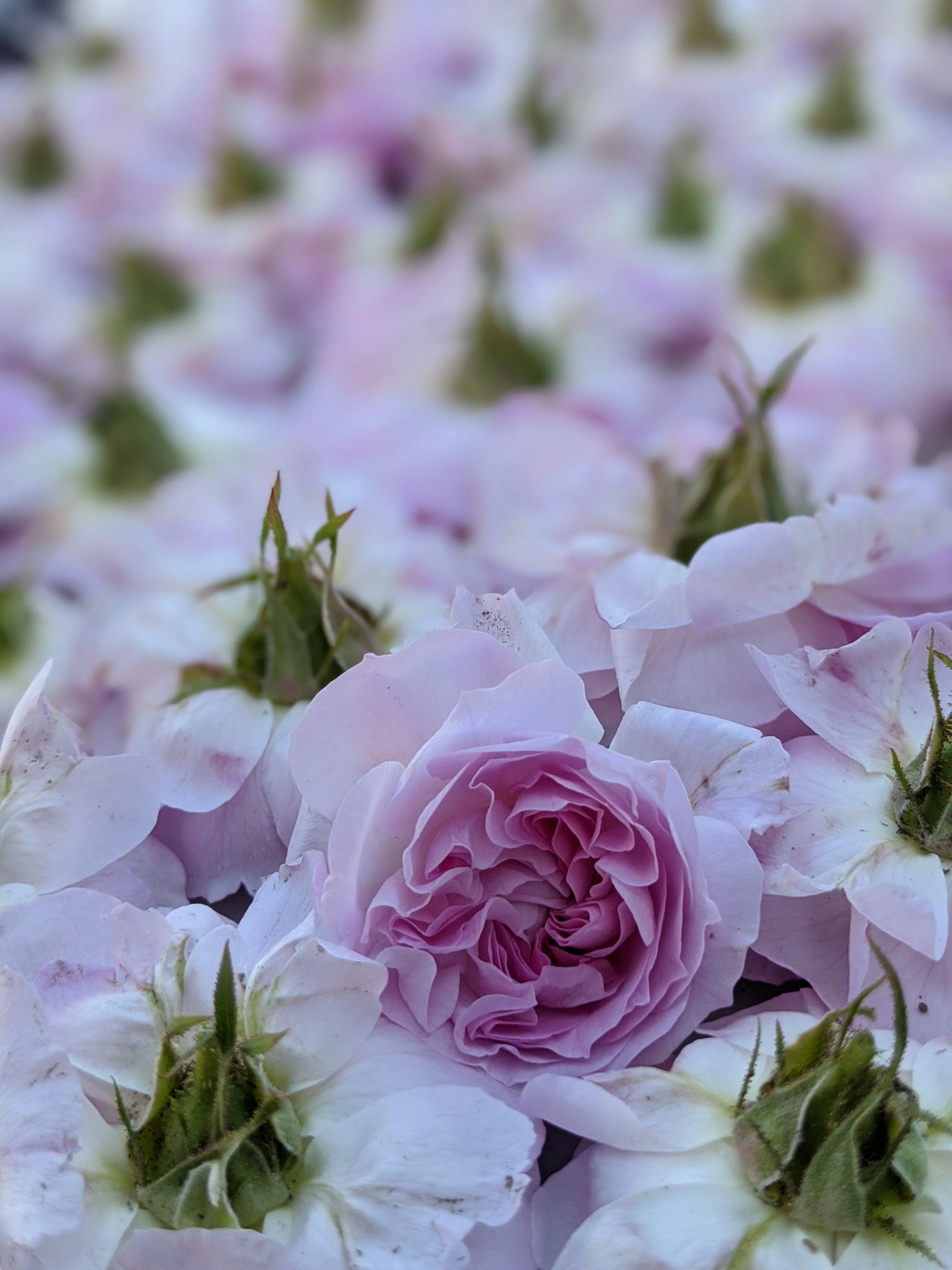 Damask Rose Enfleurage. - Image 43
