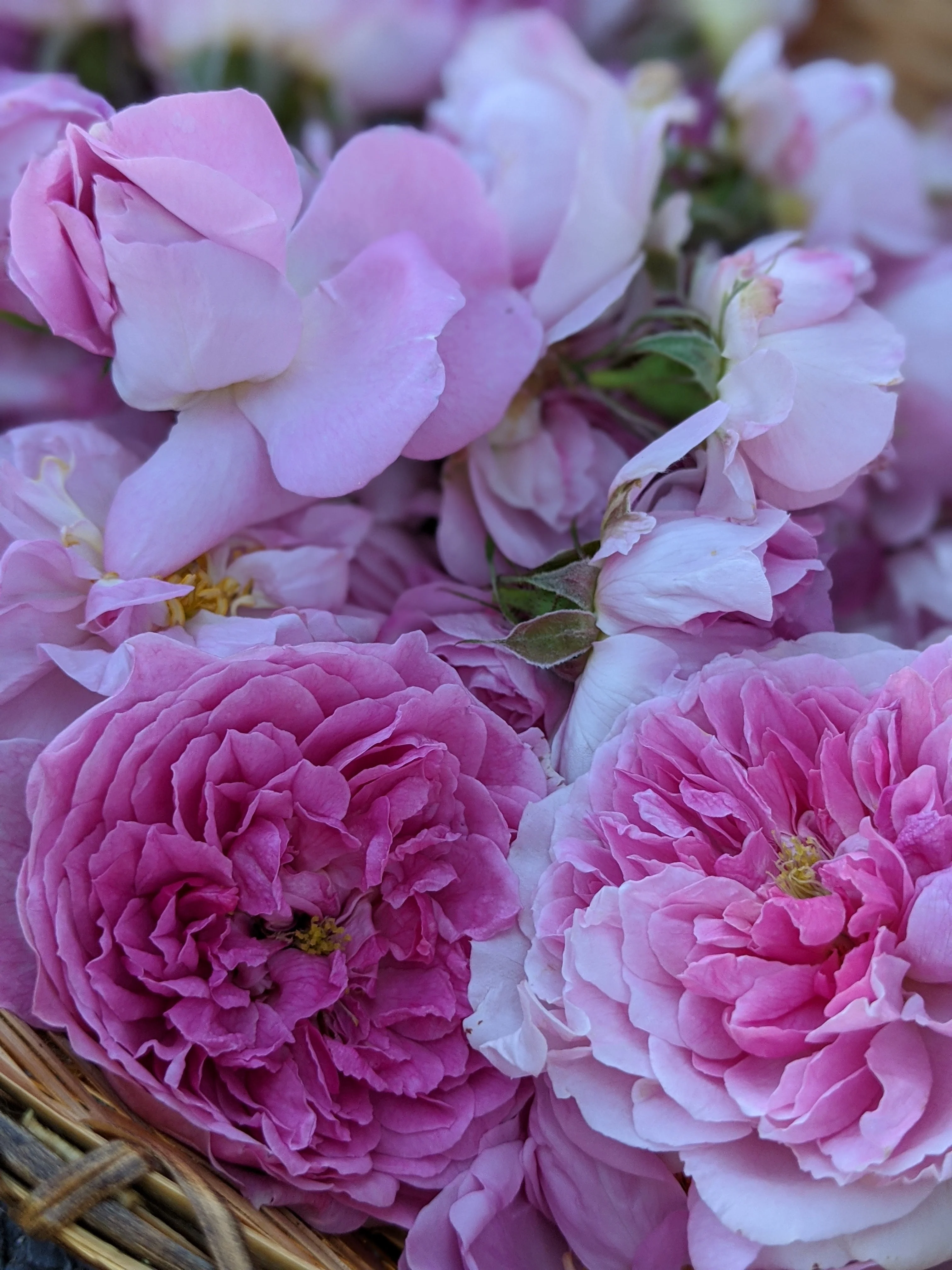 Damask Rose Enfleurage. - Image 44