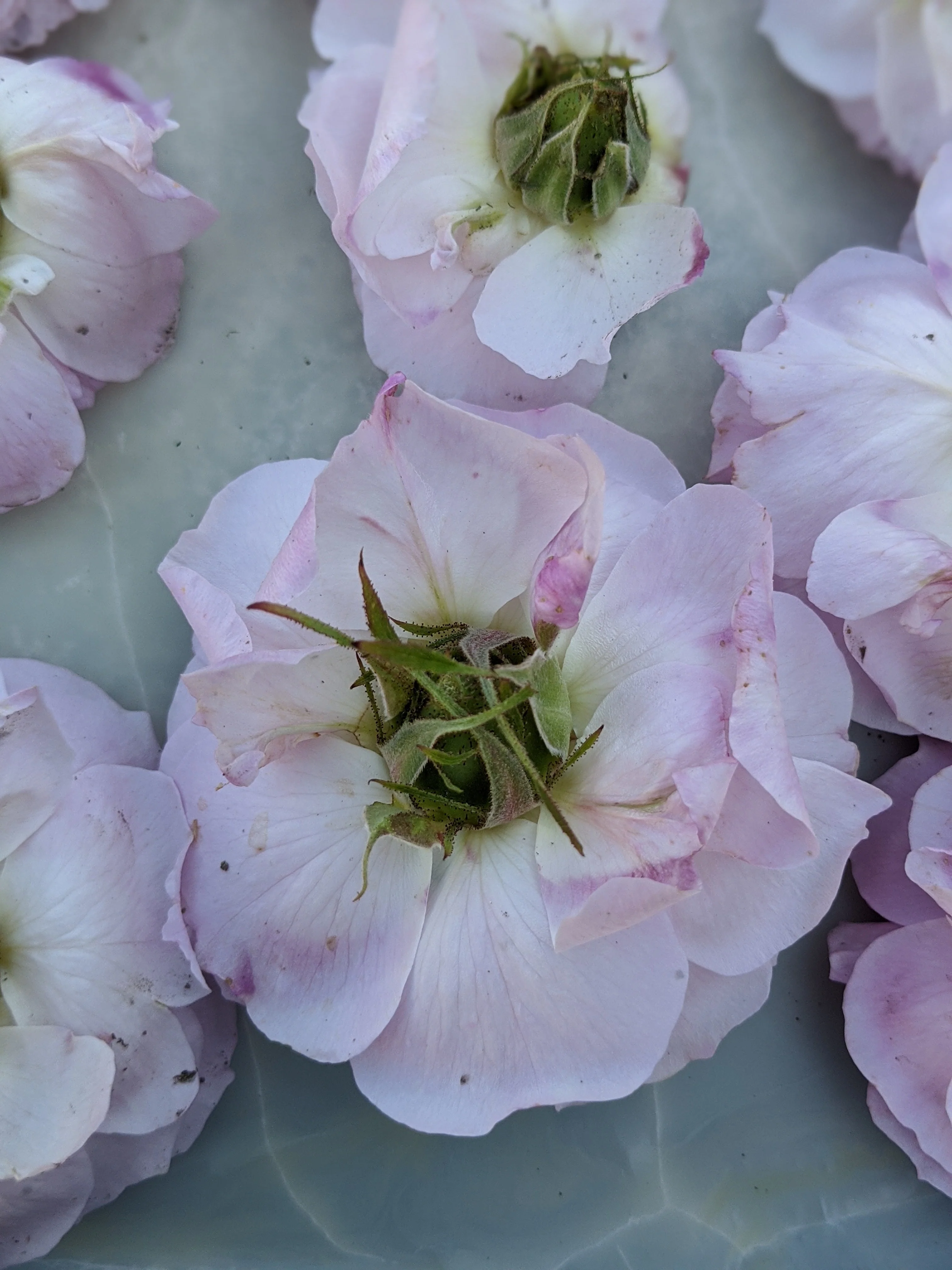 Damask Rose Enfleurage. - Image 46