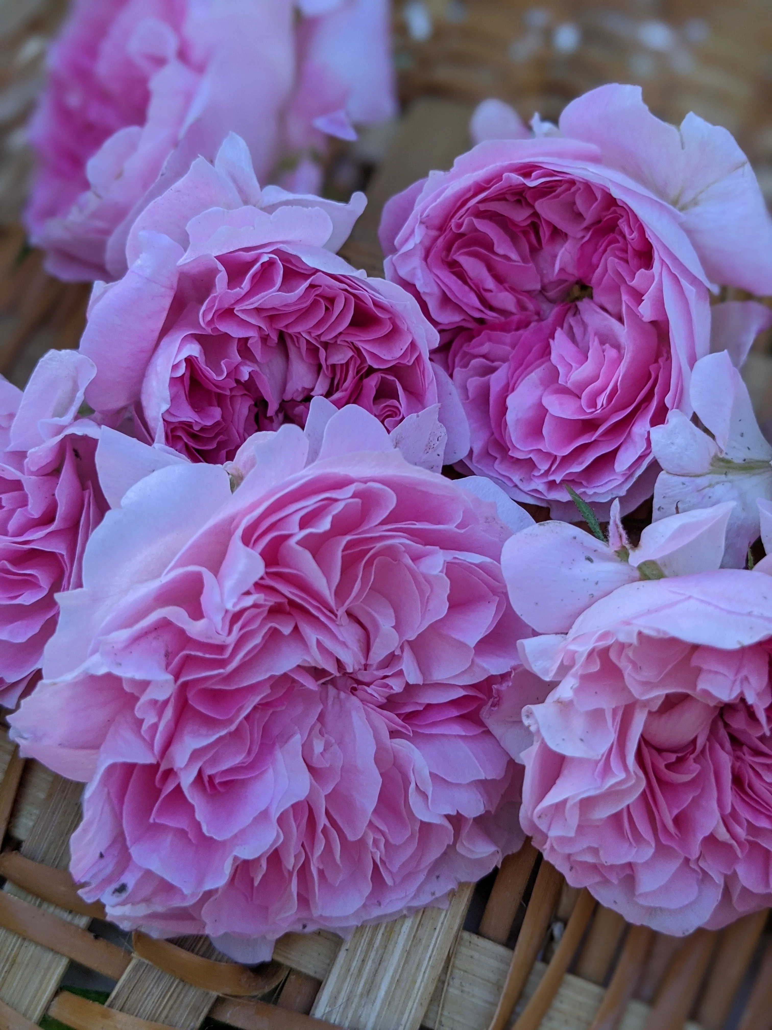 Damask Rose Enfleurage. - Image 47