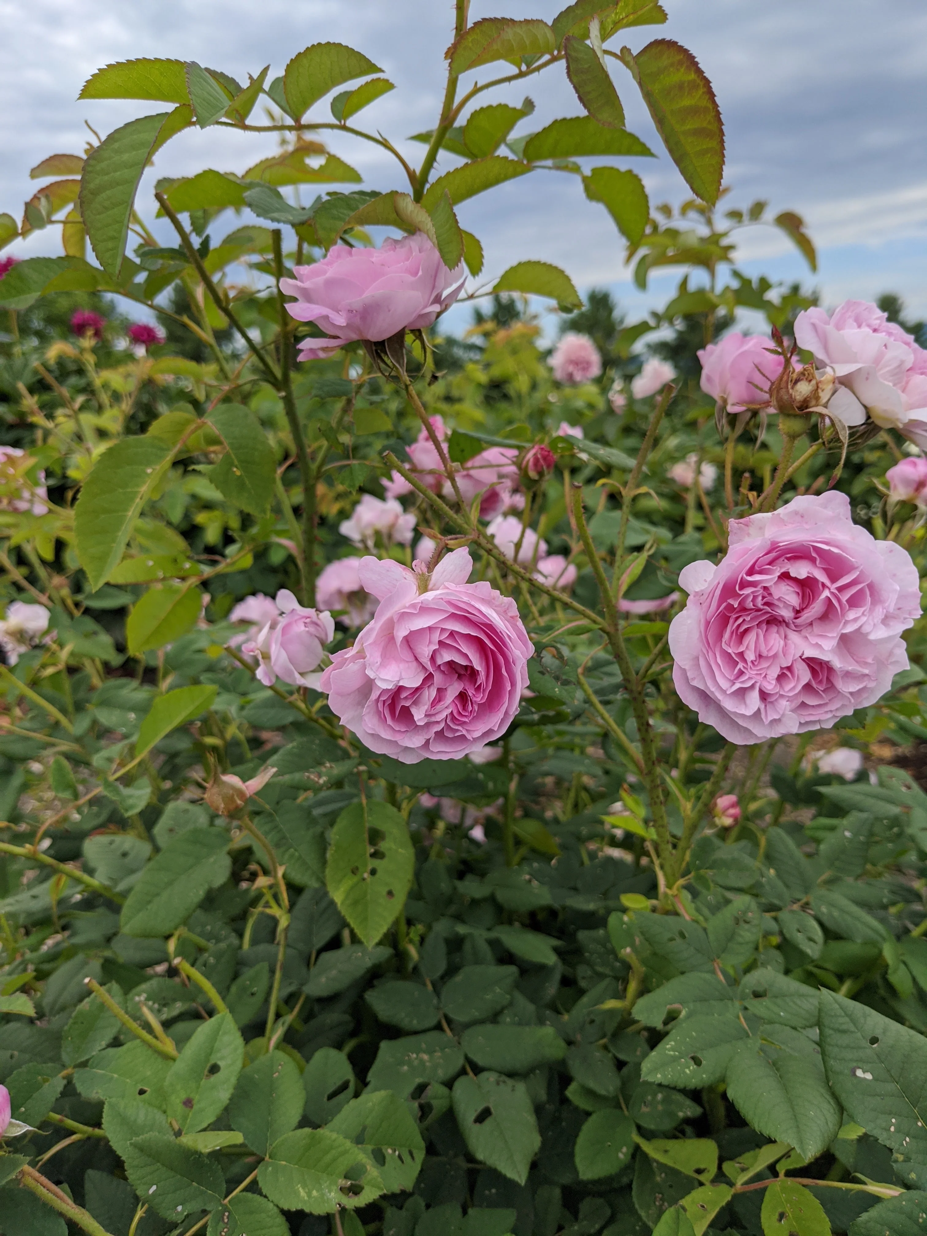 Damask Rose Enfleurage. - Image 48