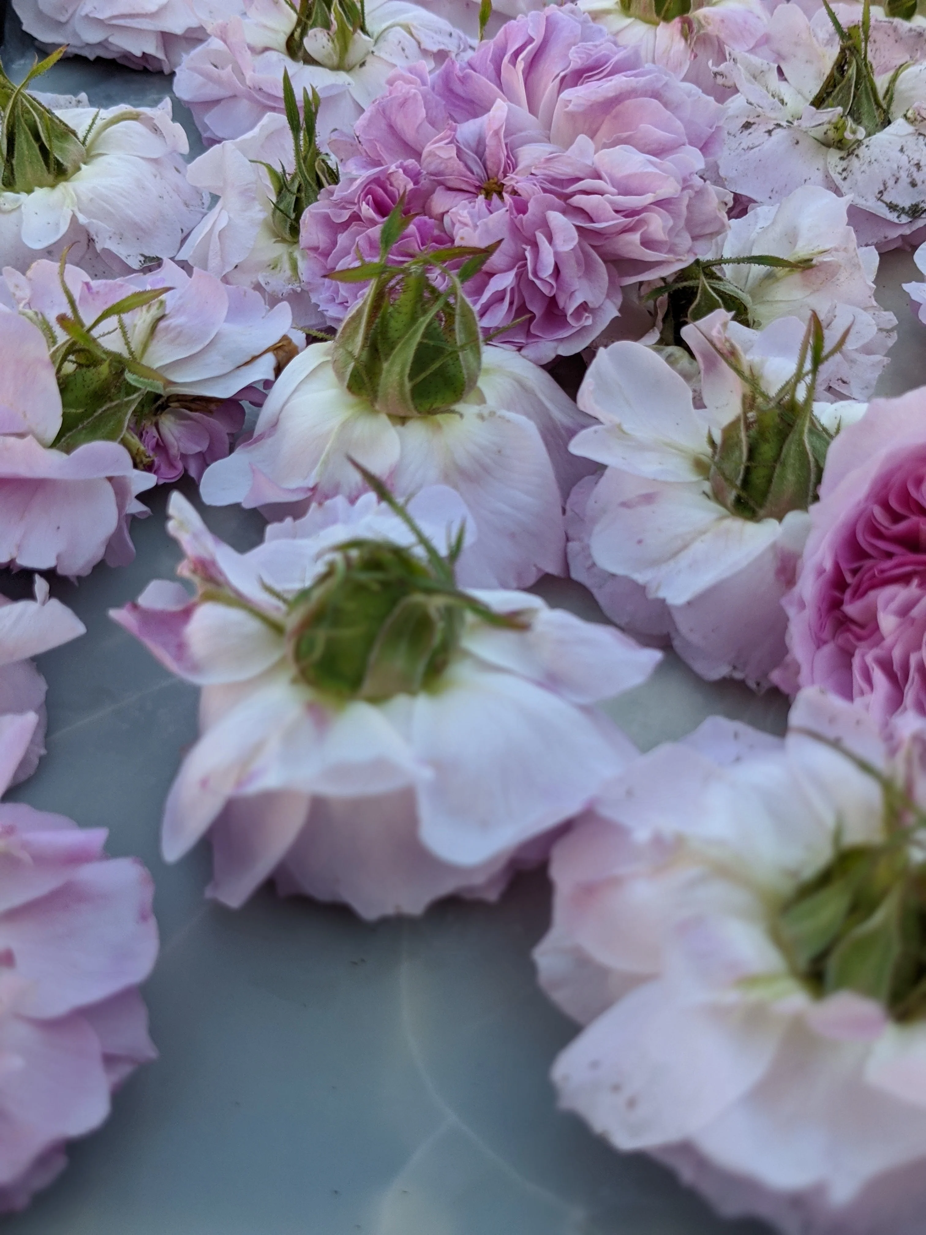 Damask Rose Enfleurage. - Image 49