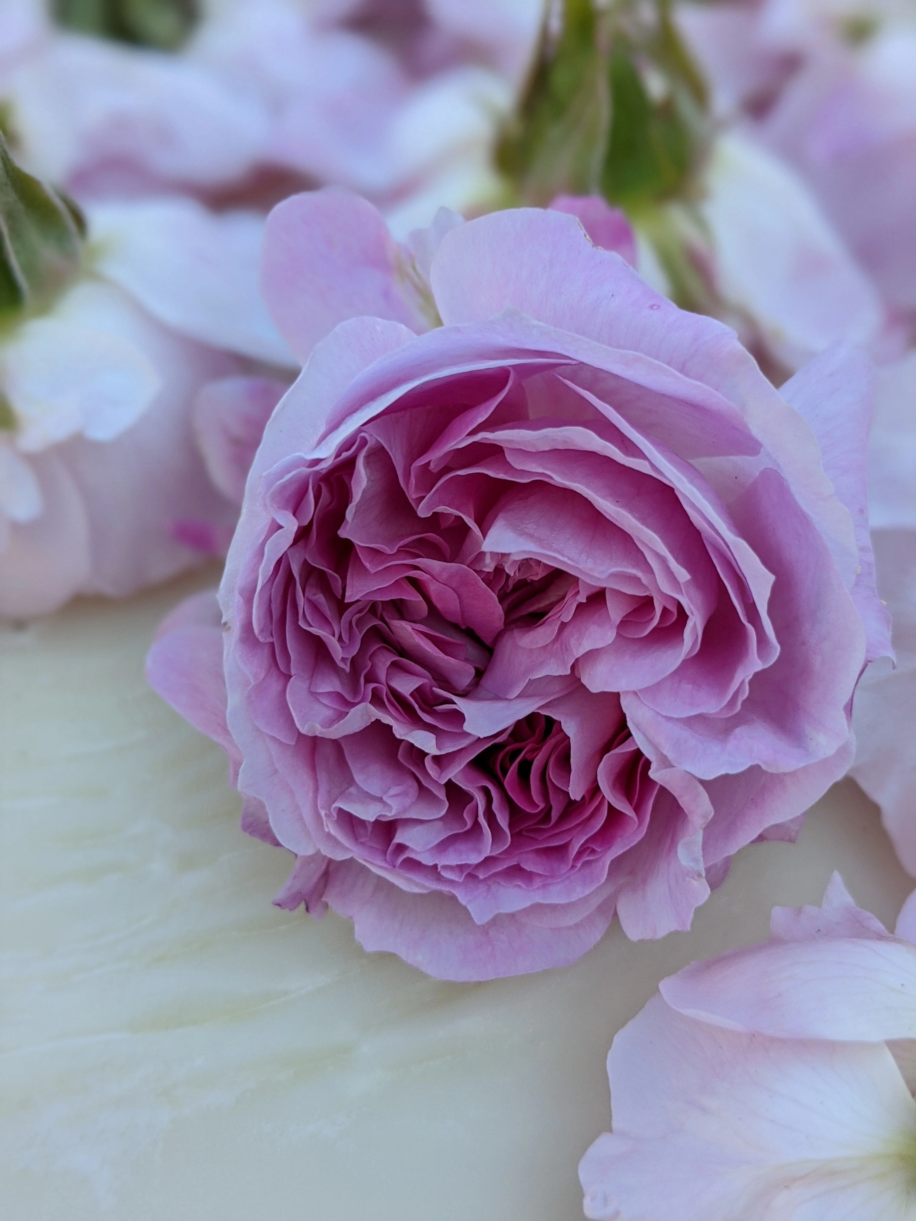 Damask Rose Enfleurage. - Image 5