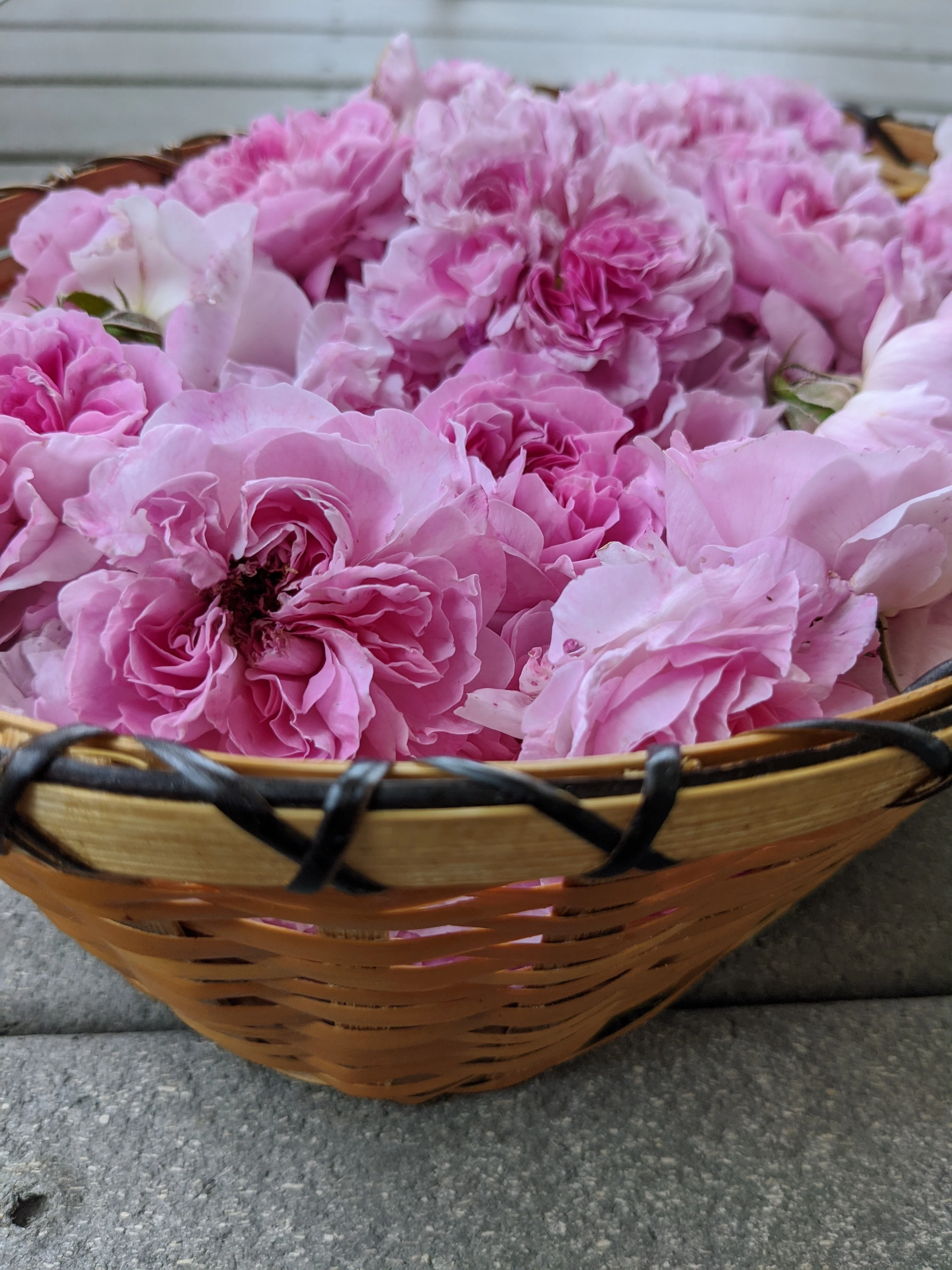 Damask Rose Enfleurage. - Image 51