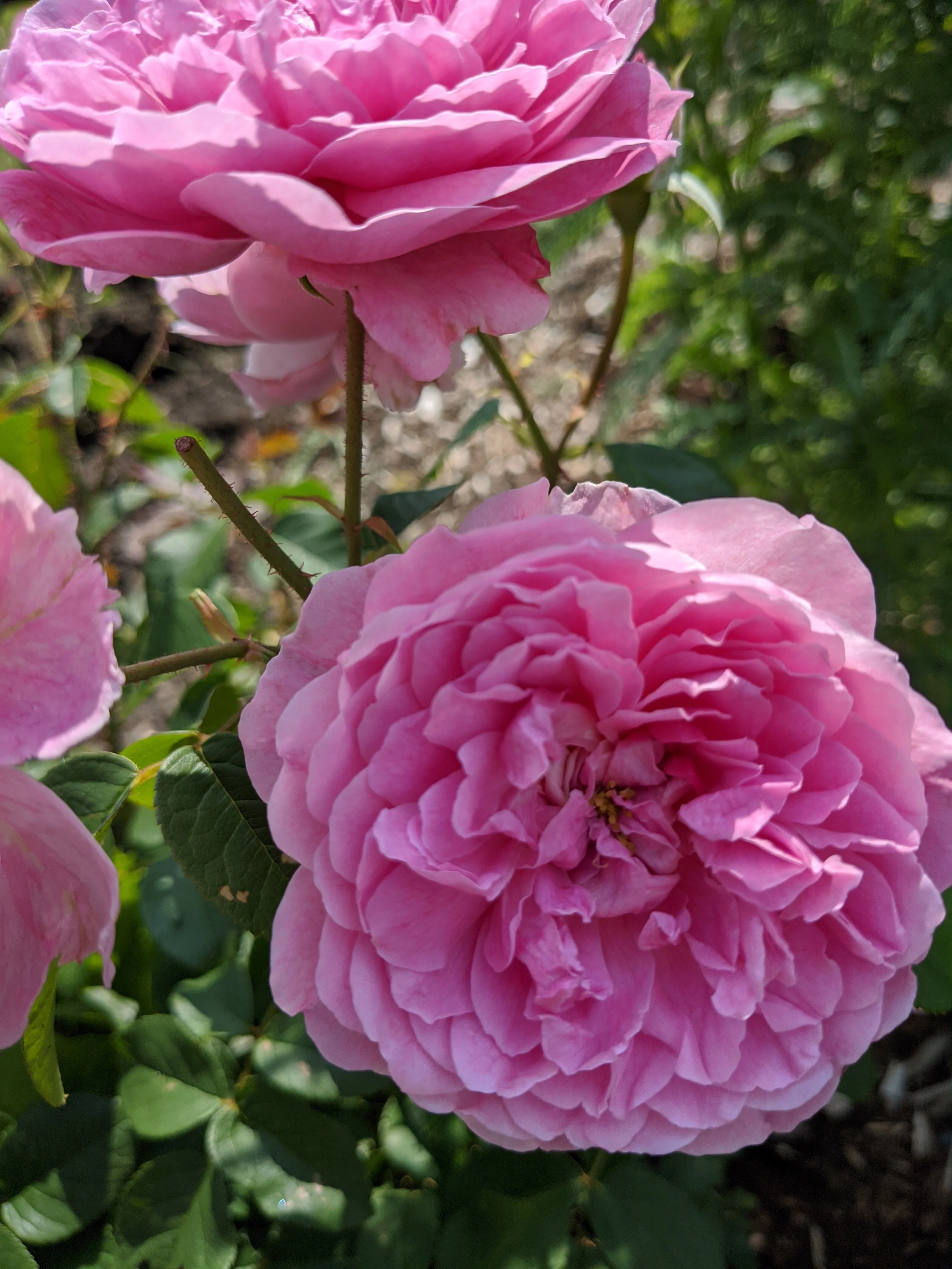 Damask Rose Enfleurage. - Image 52