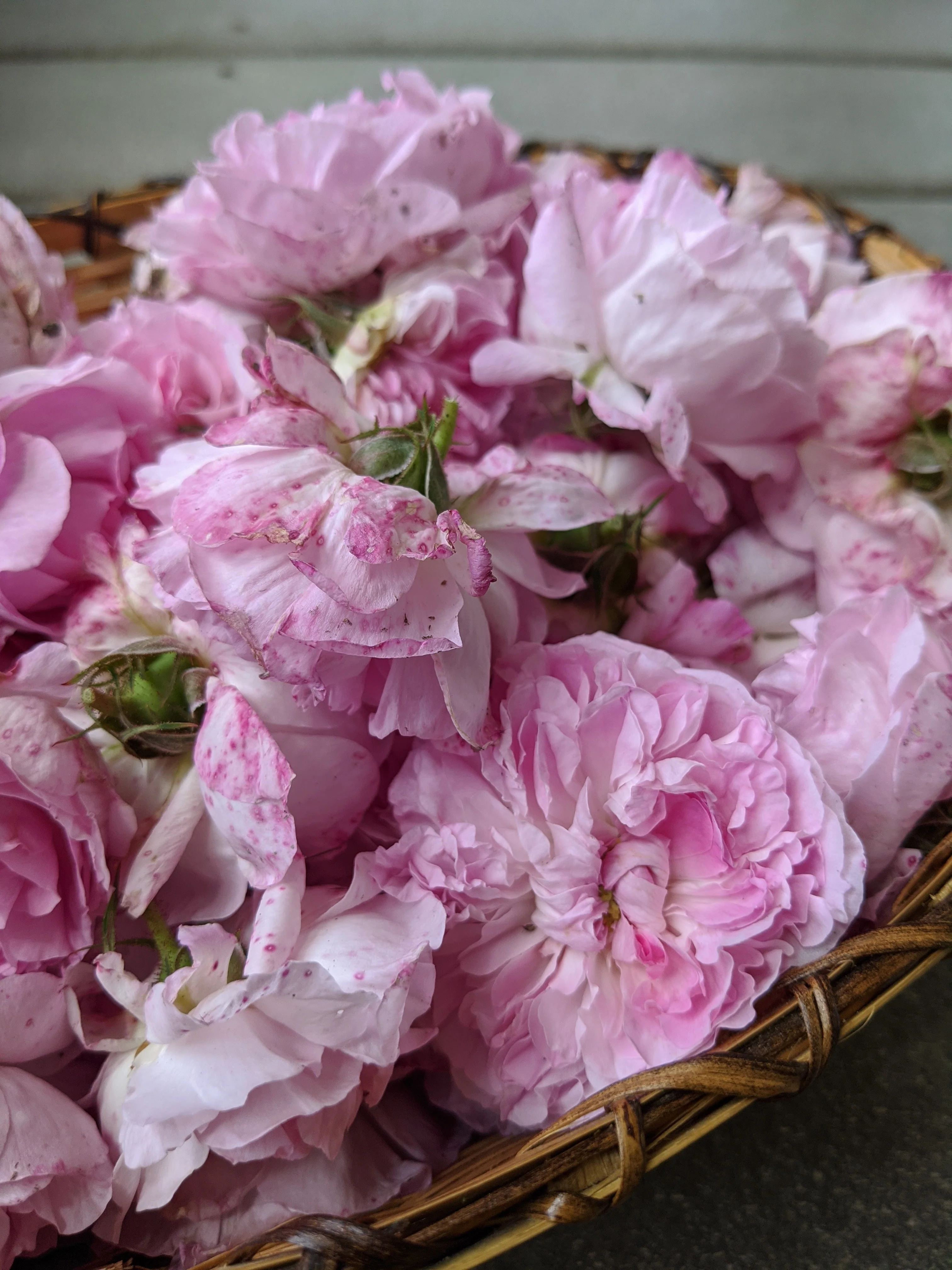 Damask Rose Enfleurage. - Image 53