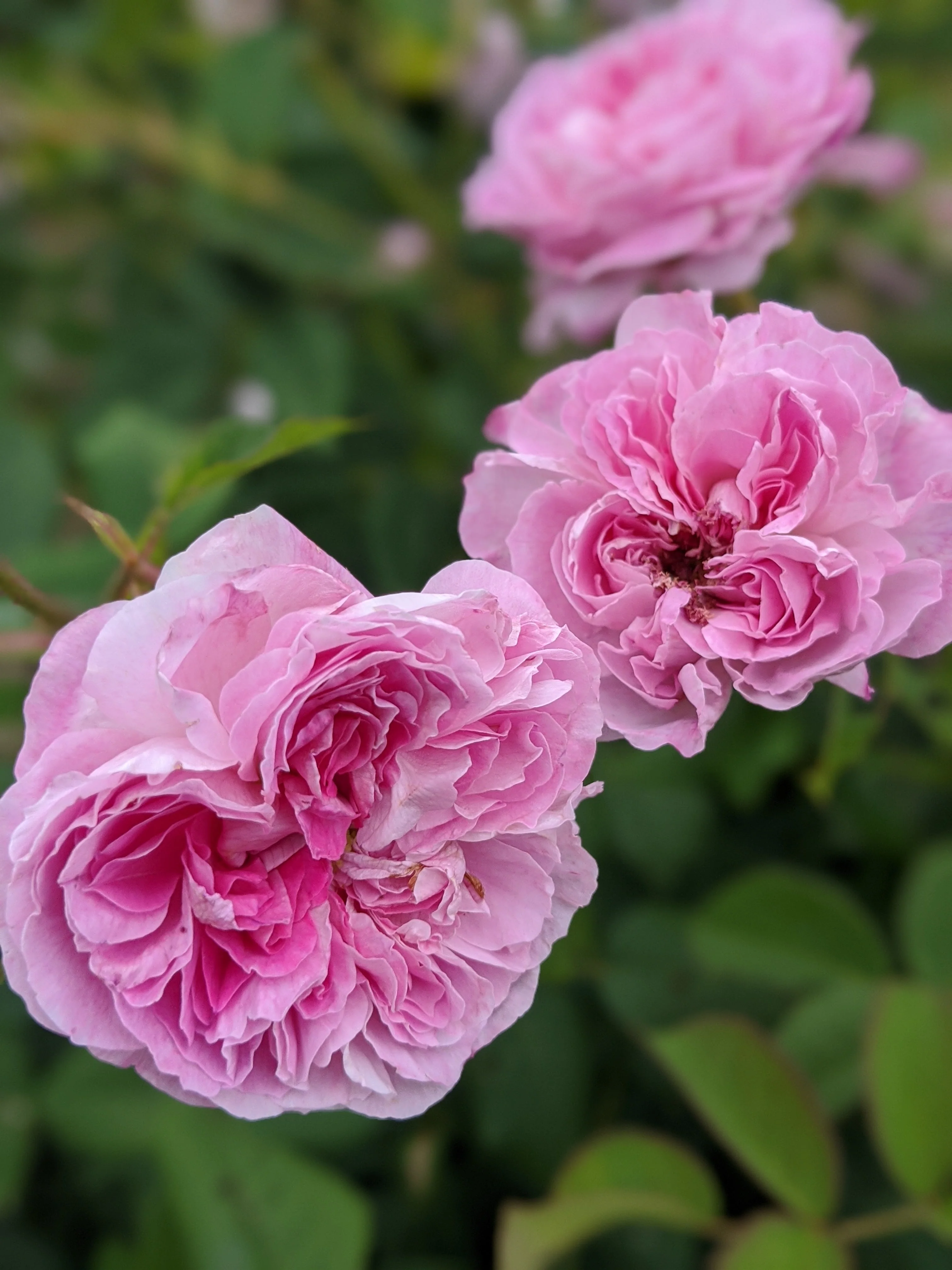 Damask Rose Enfleurage. - Image 54