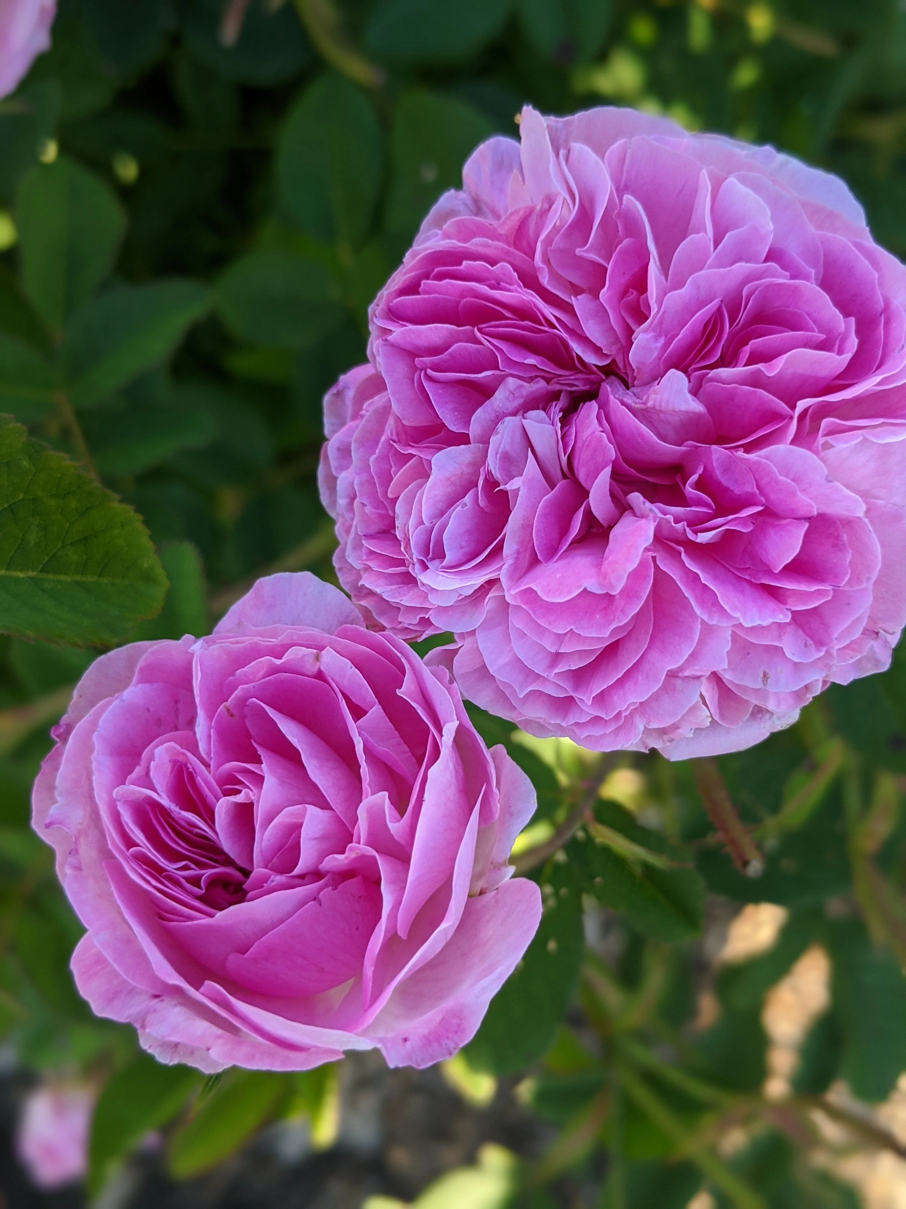 Damask Rose Enfleurage. - Image 55