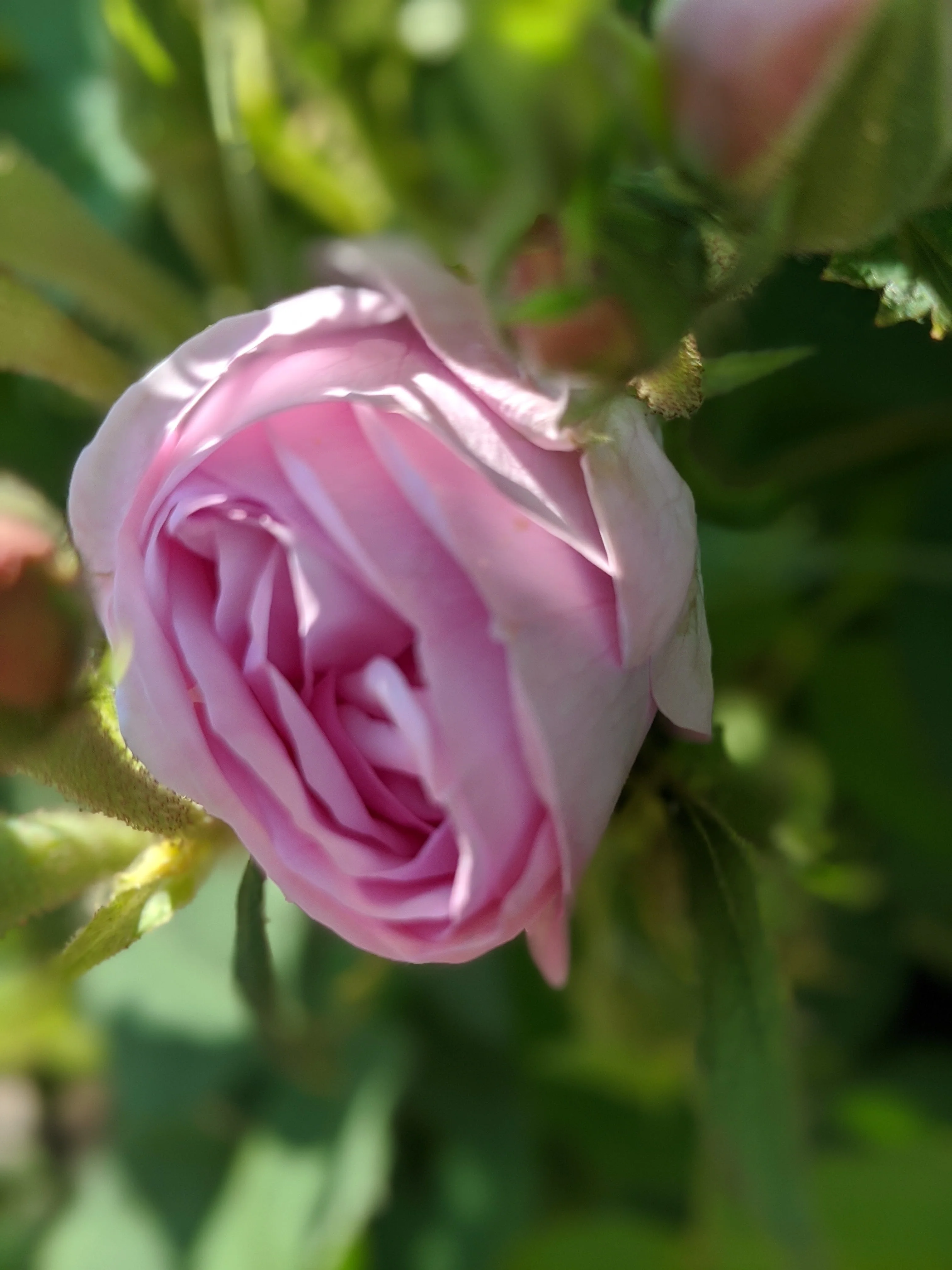 Damask Rose Enfleurage. - Image 56