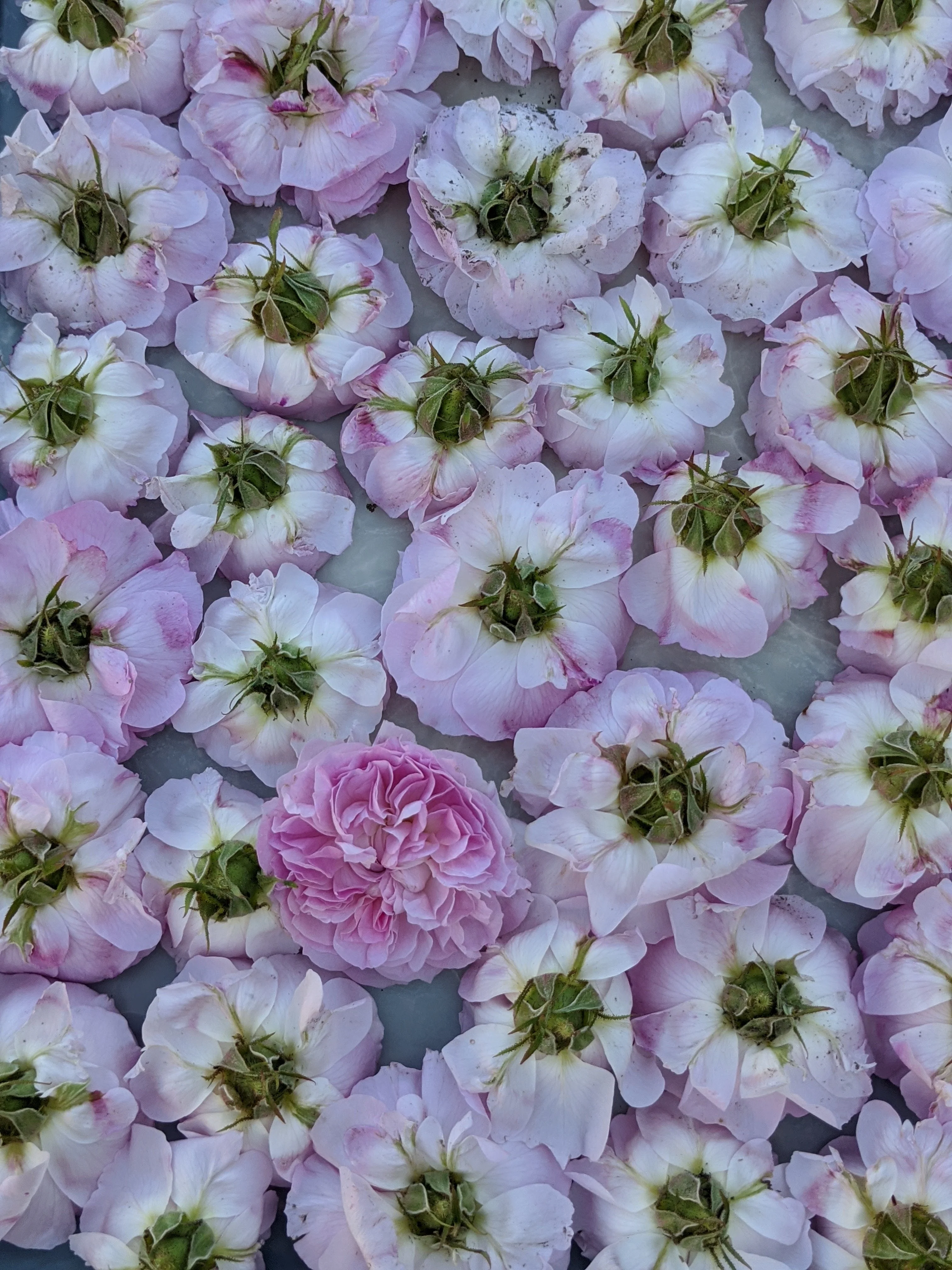 Damask Rose Enfleurage. - Image 57