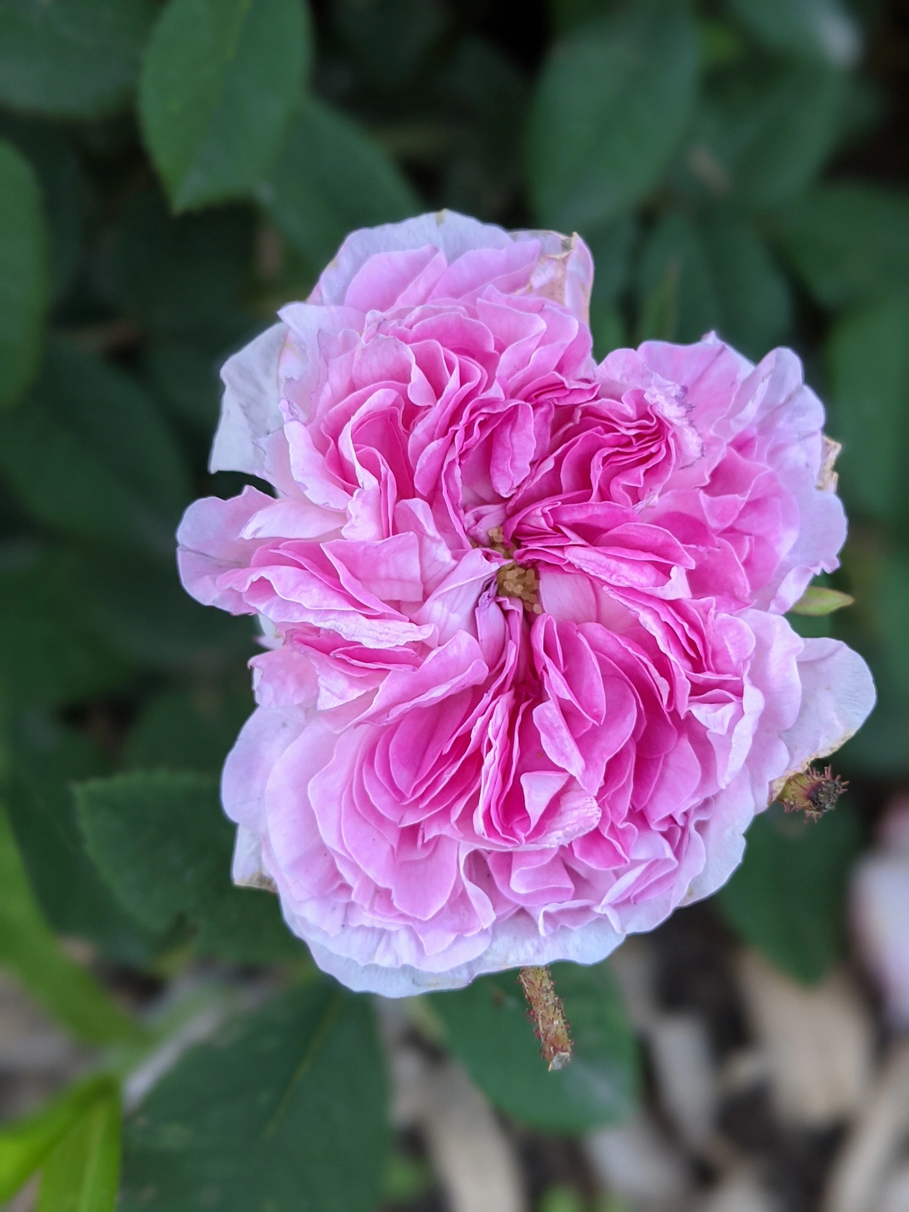 Damask Rose Enfleurage. - Image 58