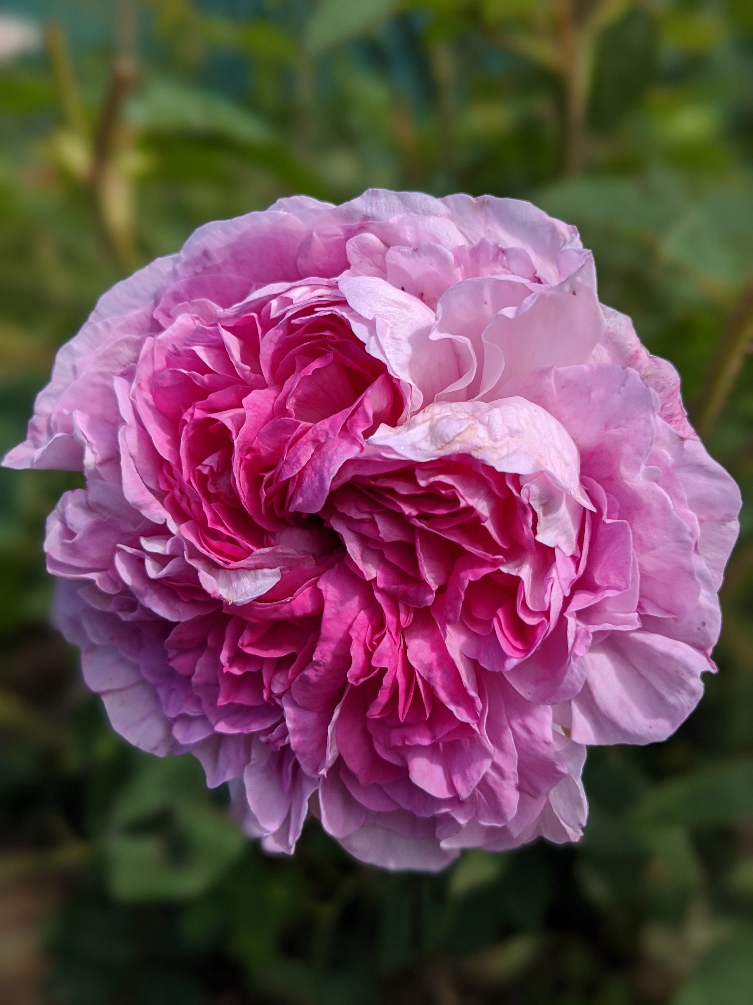 Damask Rose Enfleurage. - Image 6