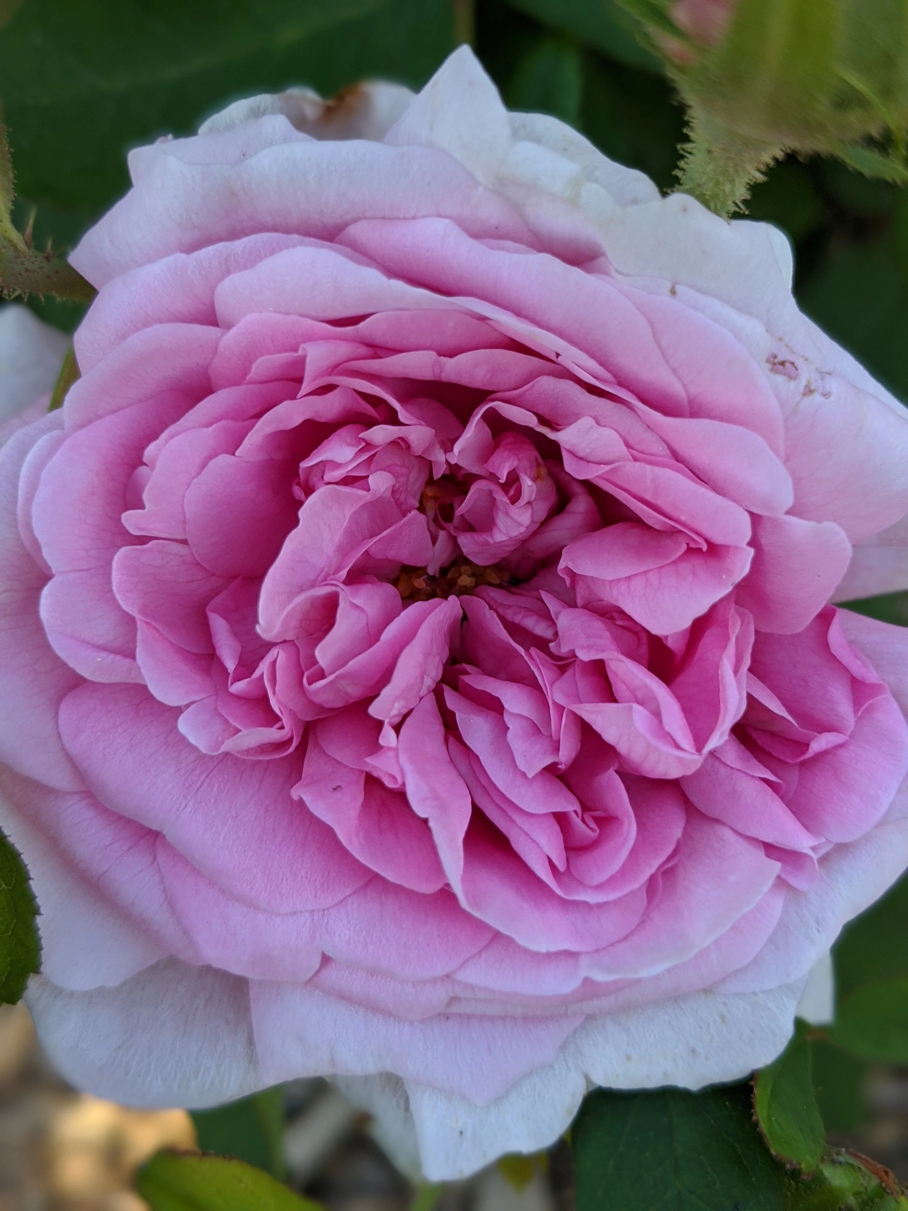 Damask Rose Enfleurage. - Image 60