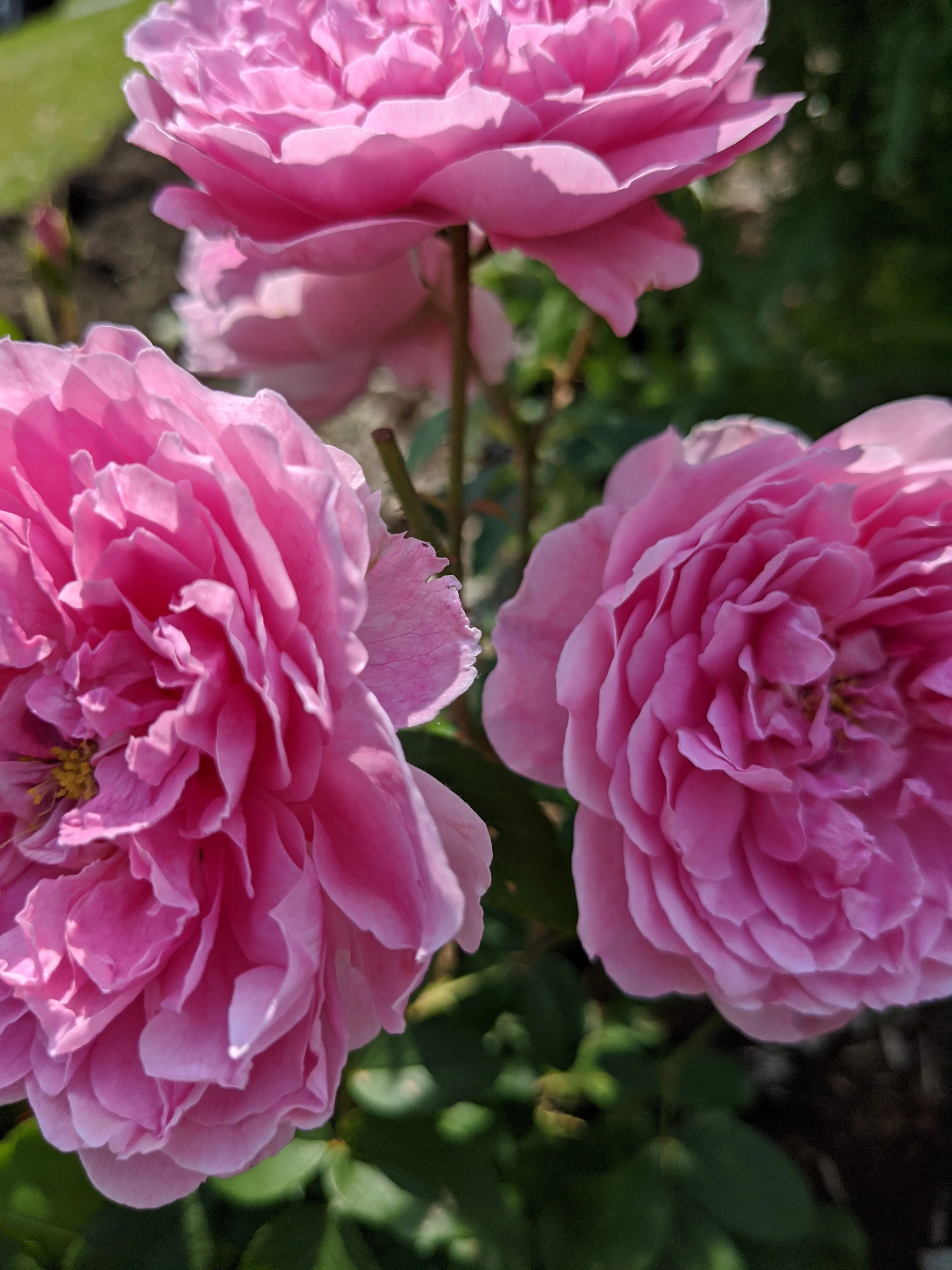 Damask Rose Enfleurage. - Image 64