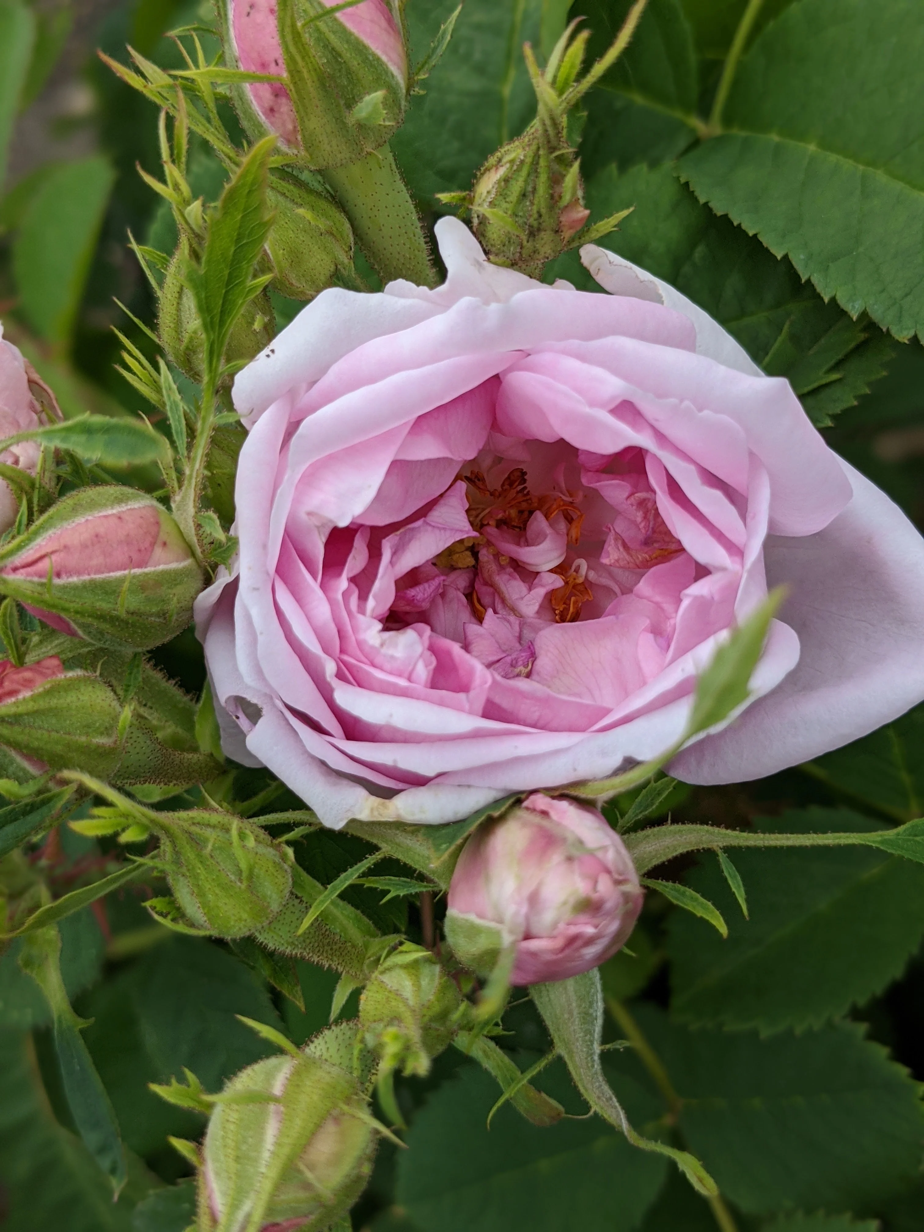 Damask Rose Enfleurage. - Image 65
