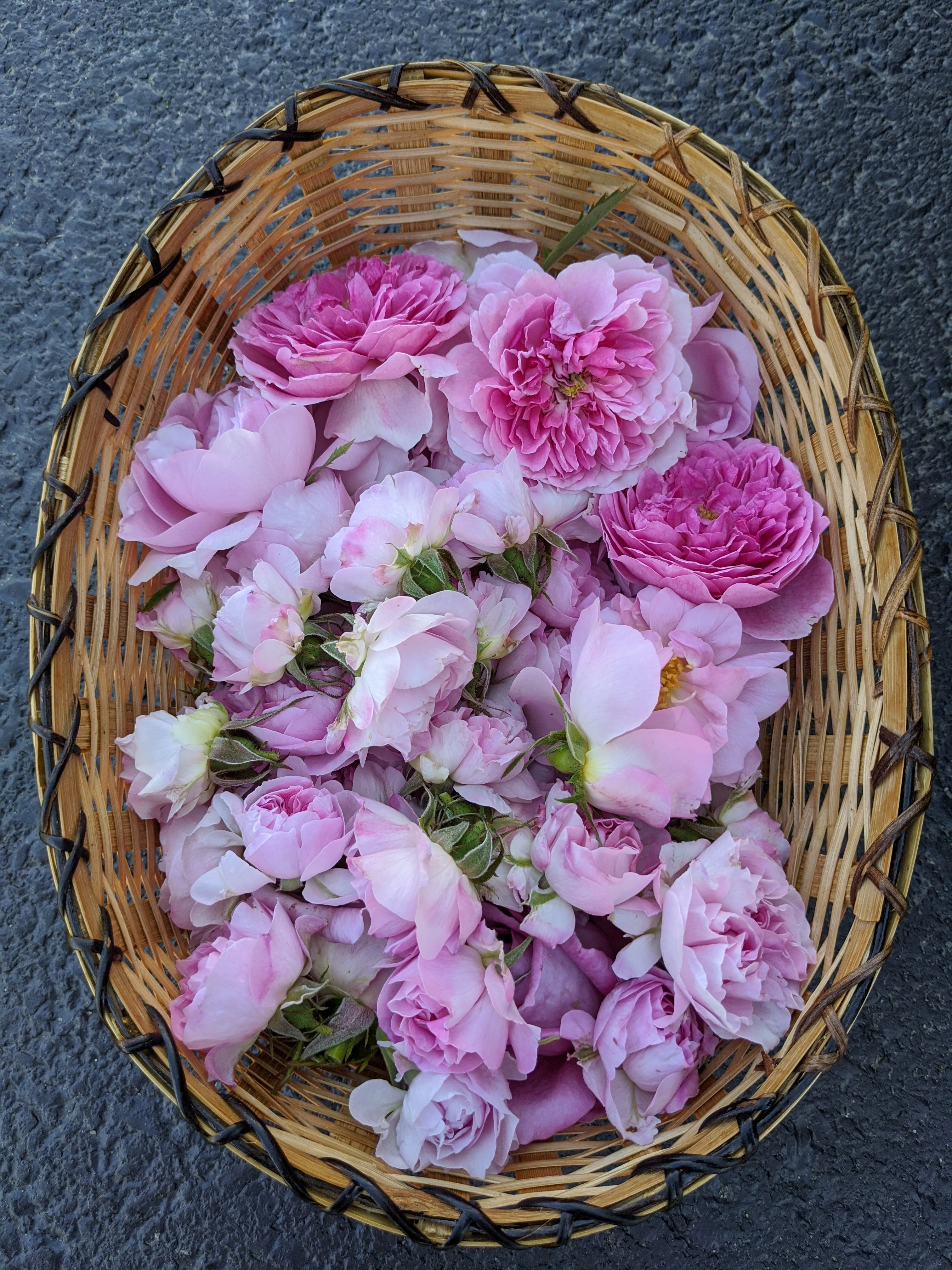 Damask Rose Enfleurage. - Image 66