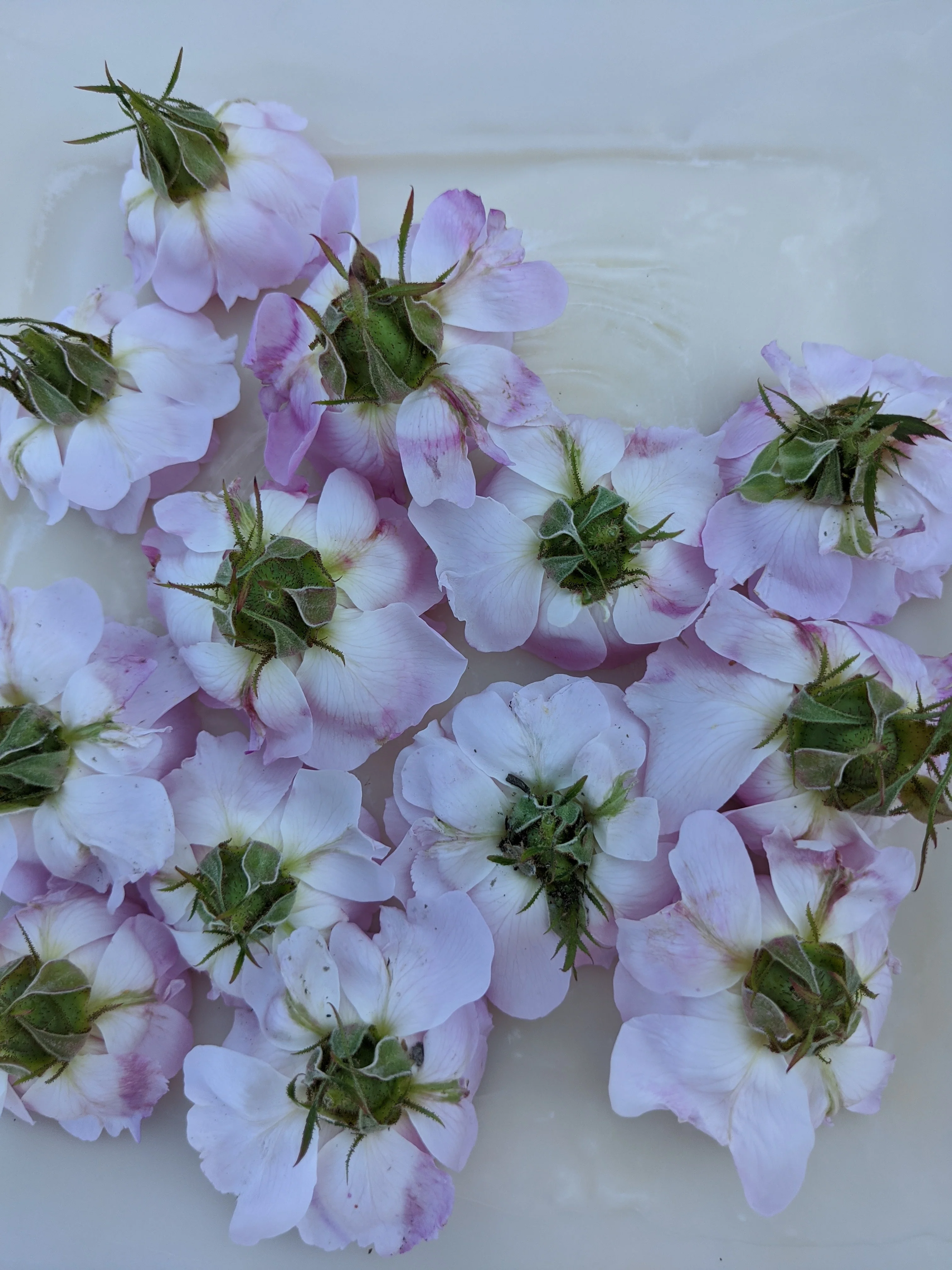 Damask Rose Enfleurage. - Image 67