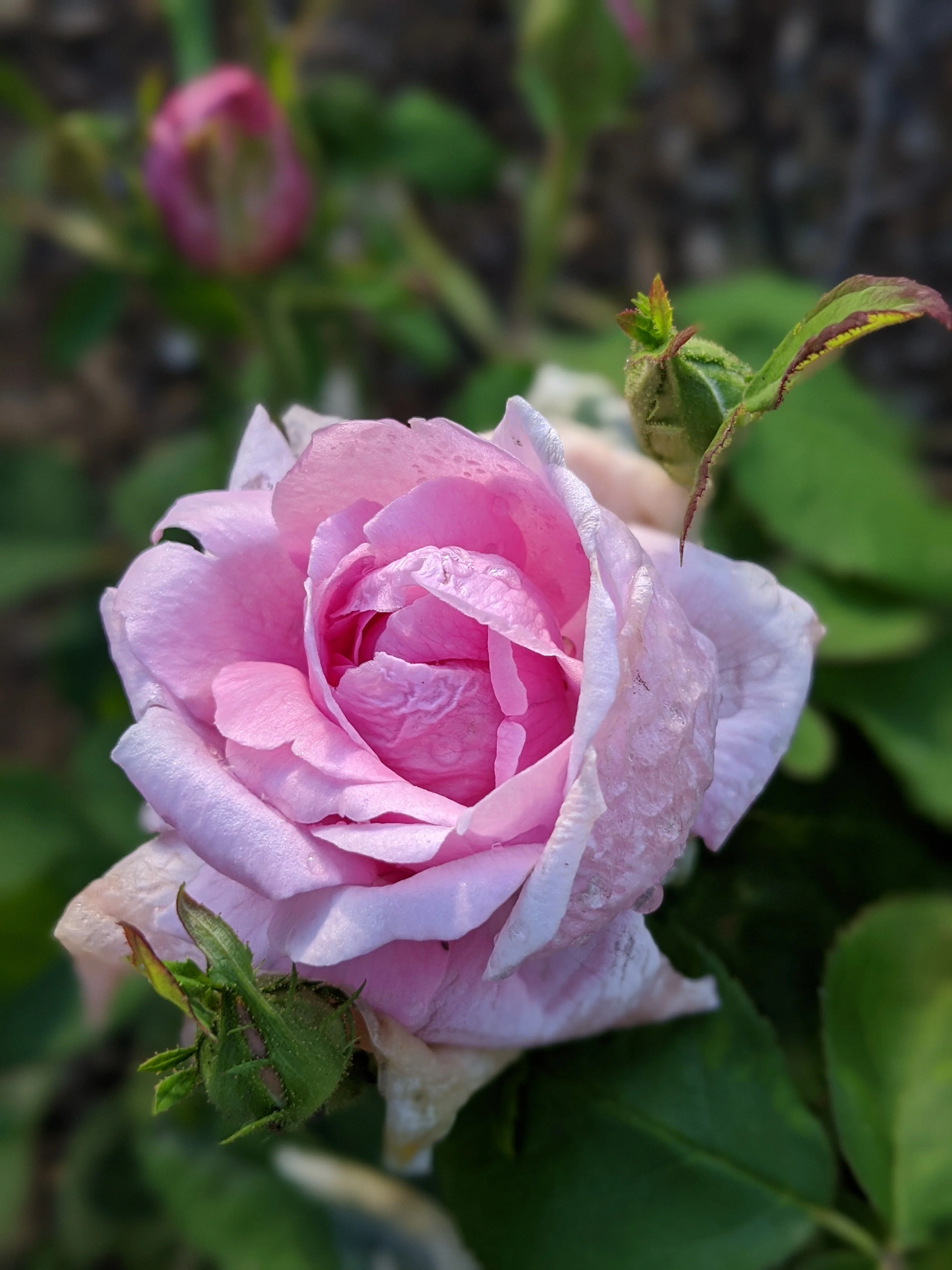 Damask Rose Enfleurage. - Image 68