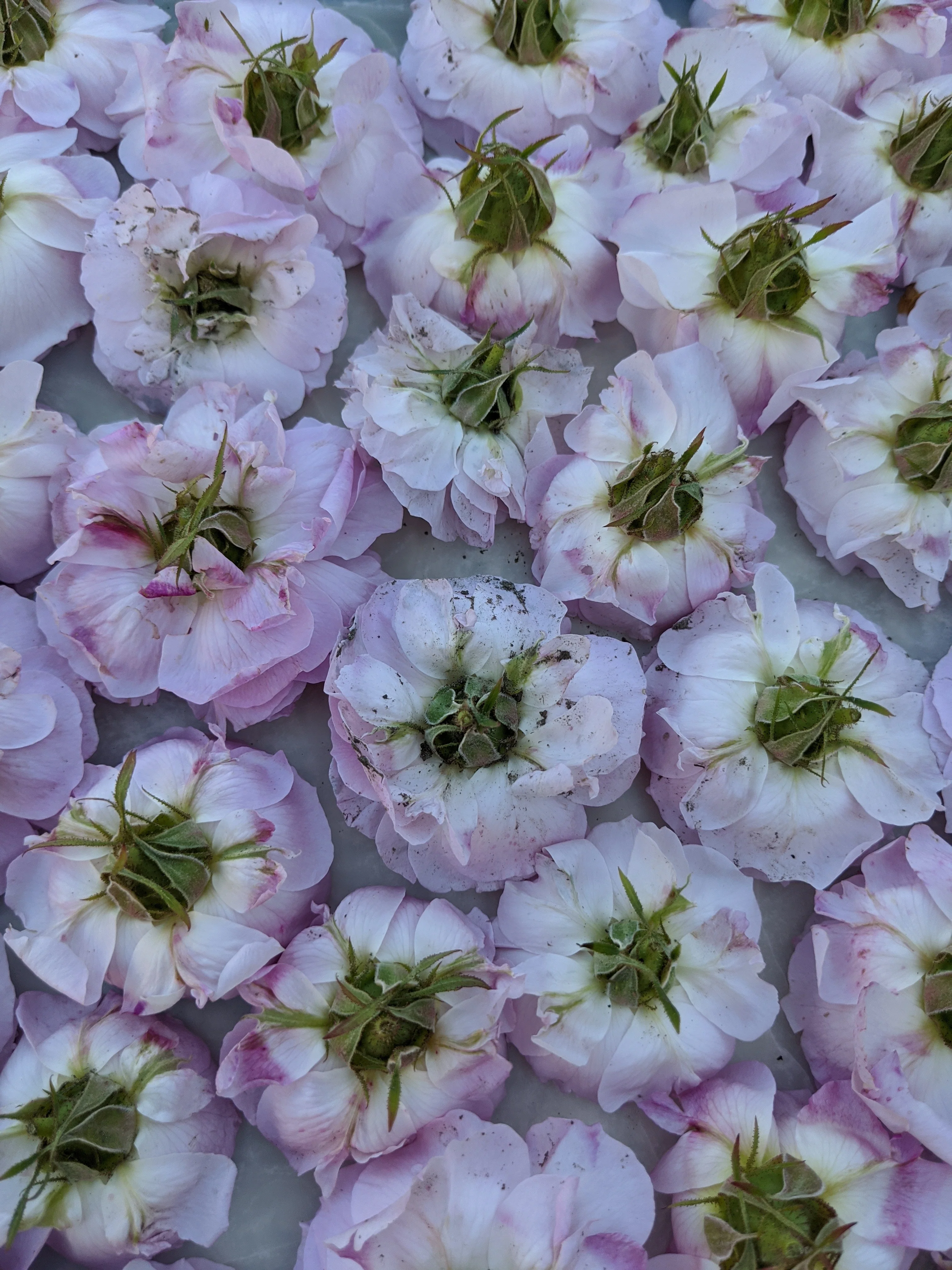 Damask Rose Enfleurage. - Image 69