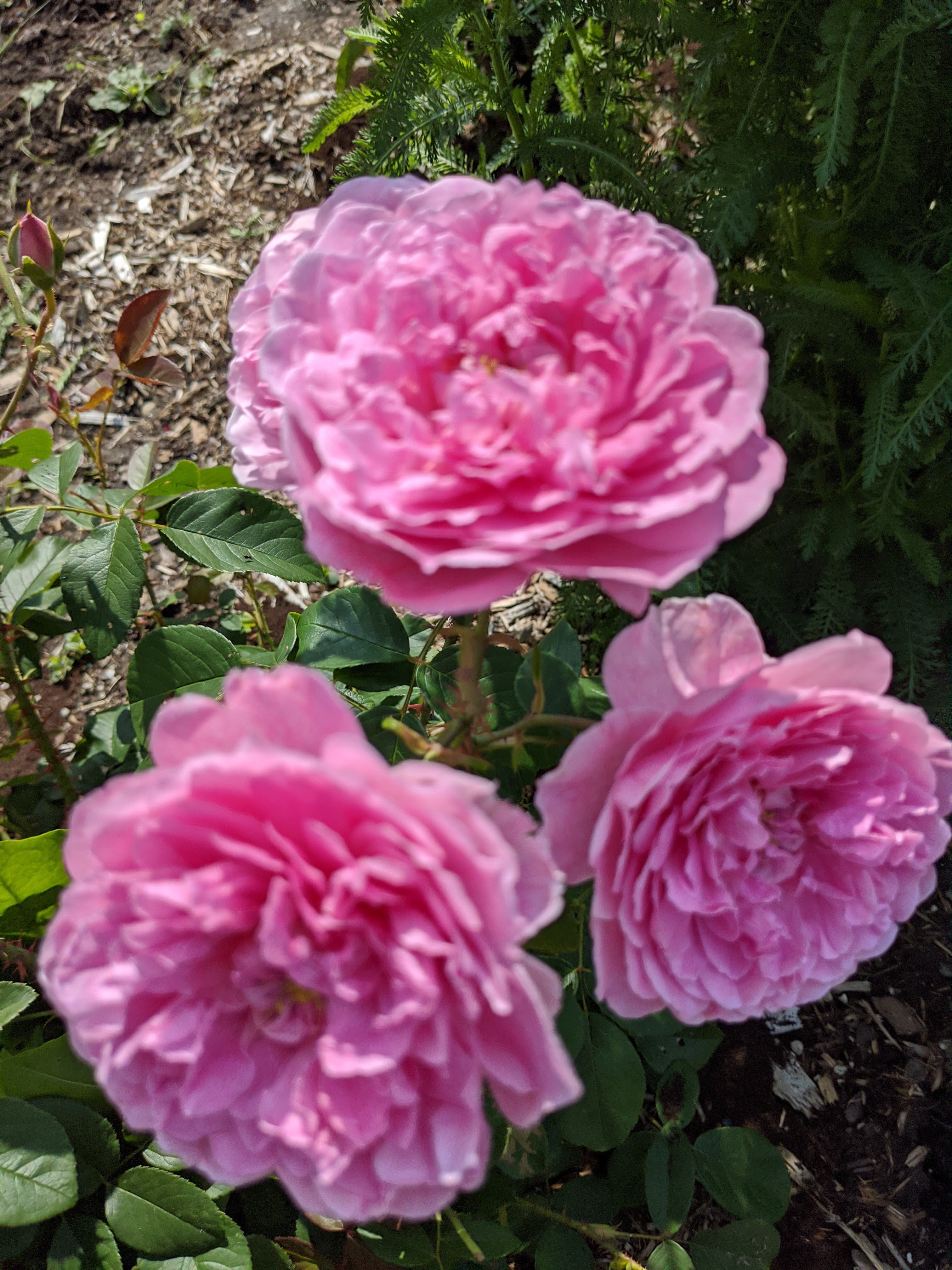 Damask Rose Enfleurage. - Image 7