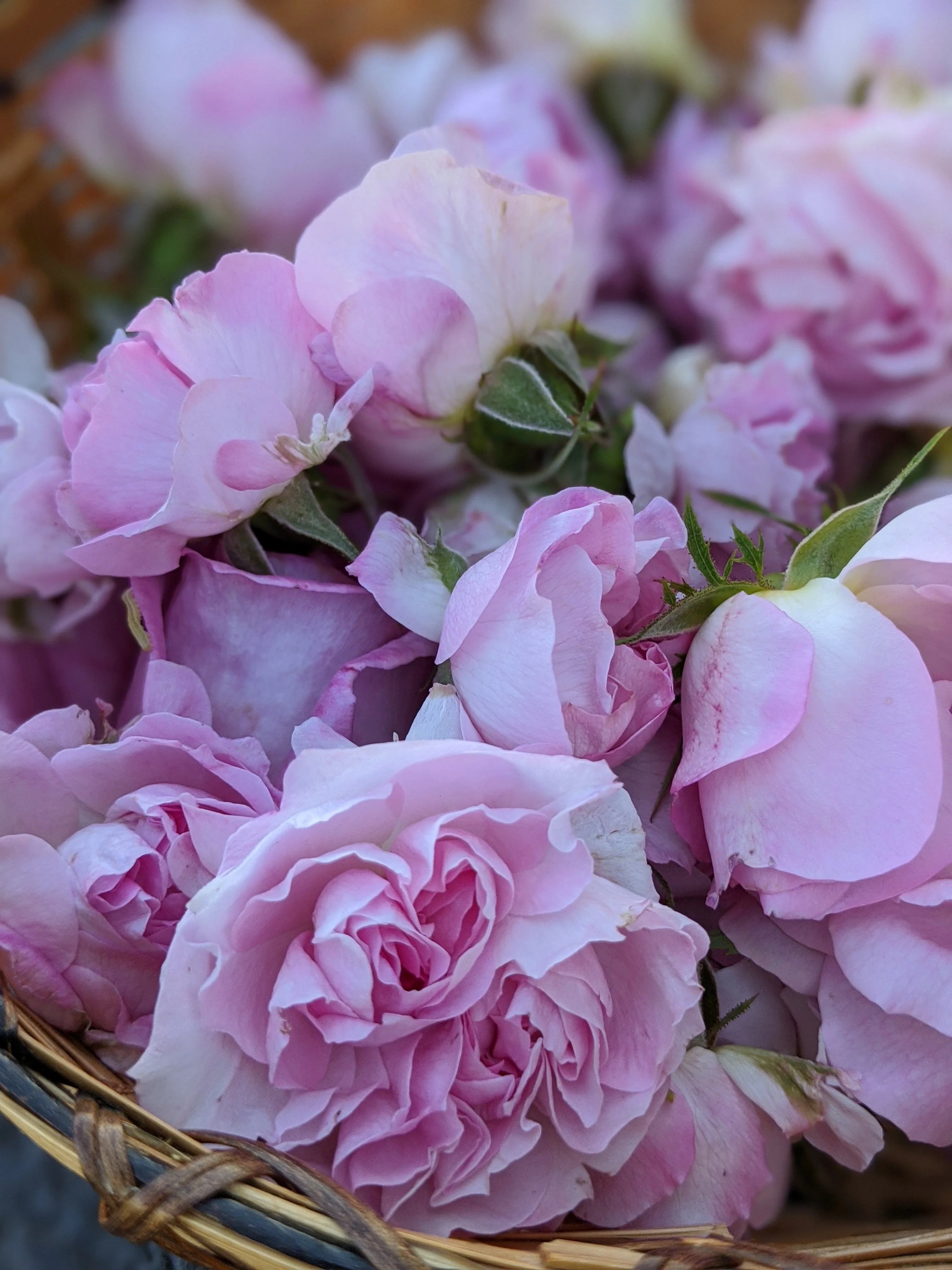 Damask Rose Enfleurage. - Image 70