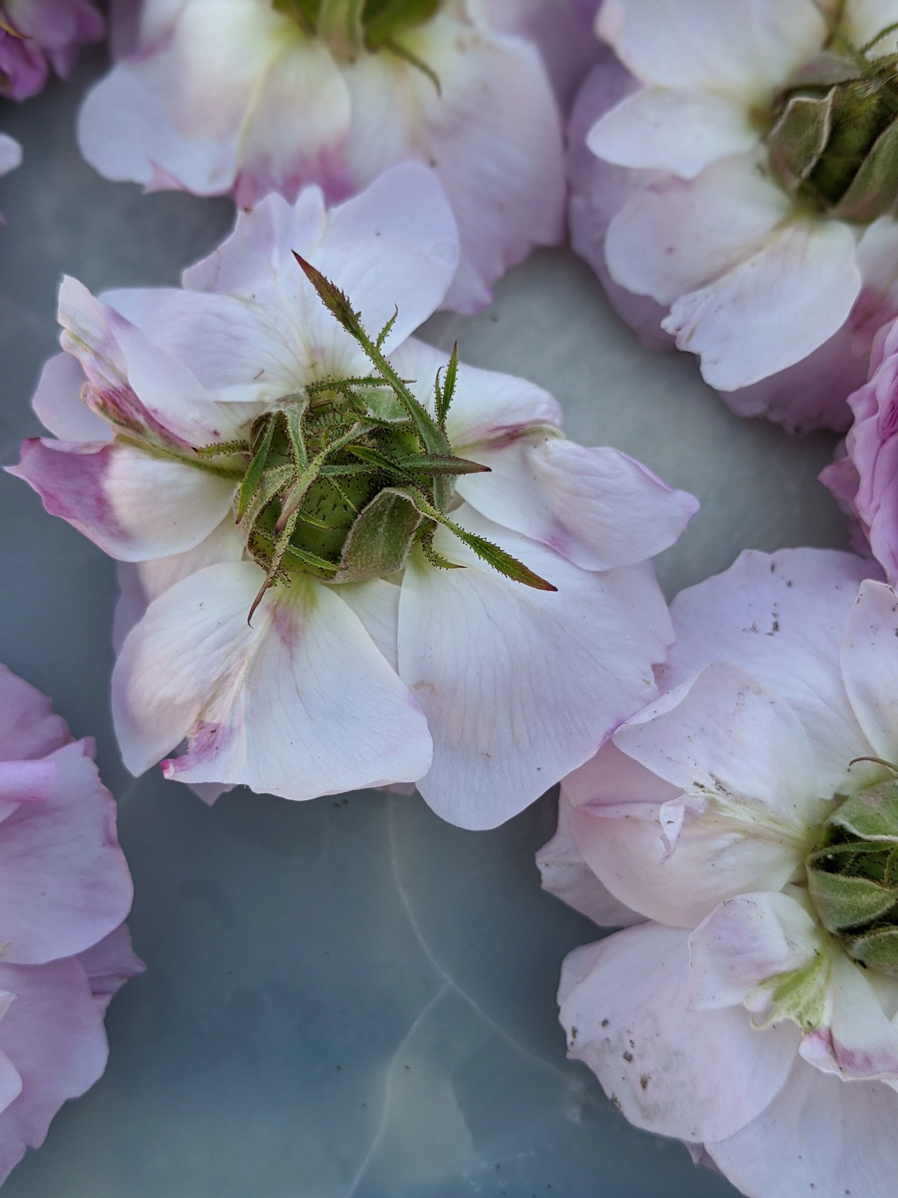 Damask Rose Enfleurage. - Image 71