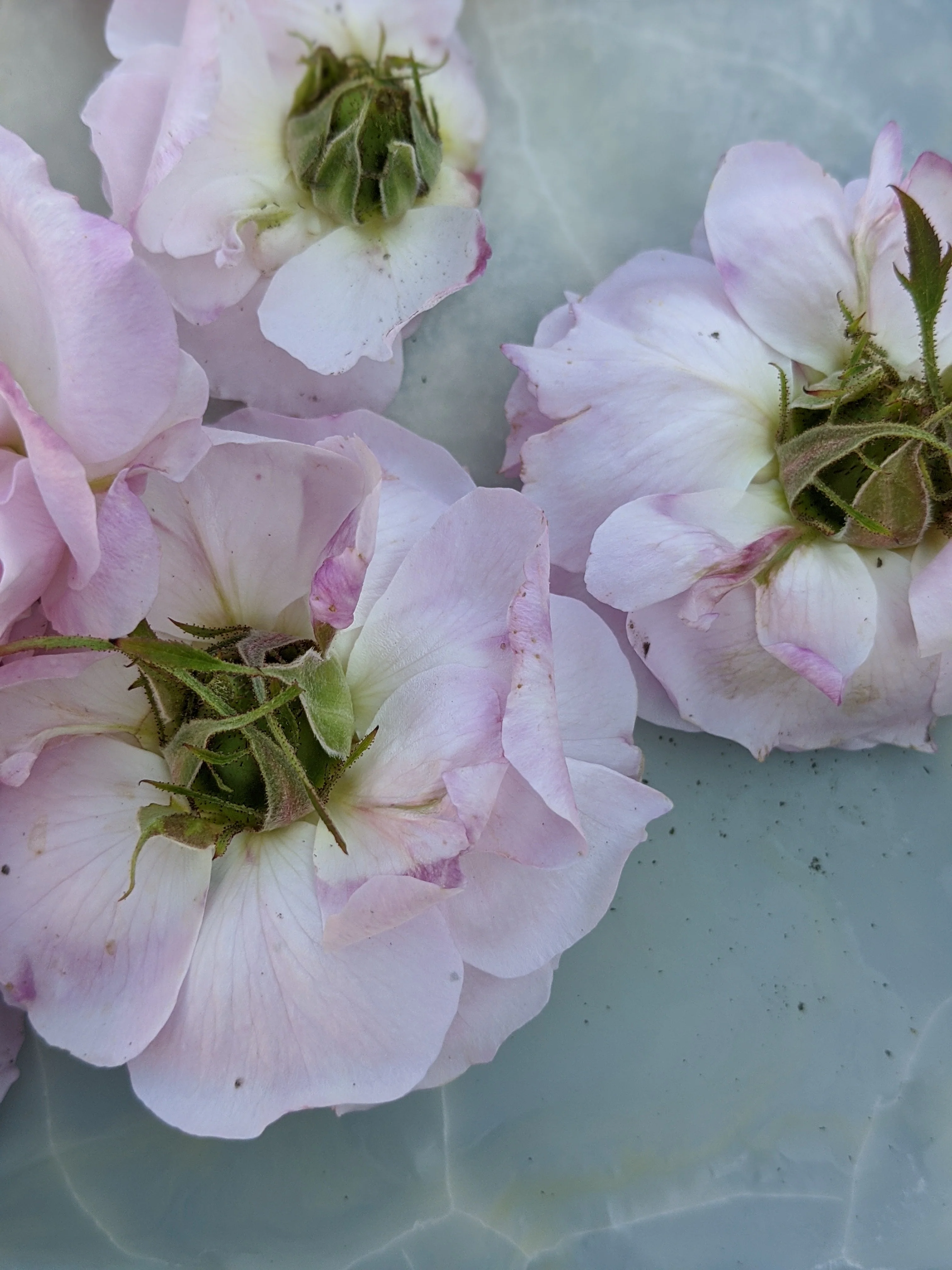 Damask Rose Enfleurage. - Image 73