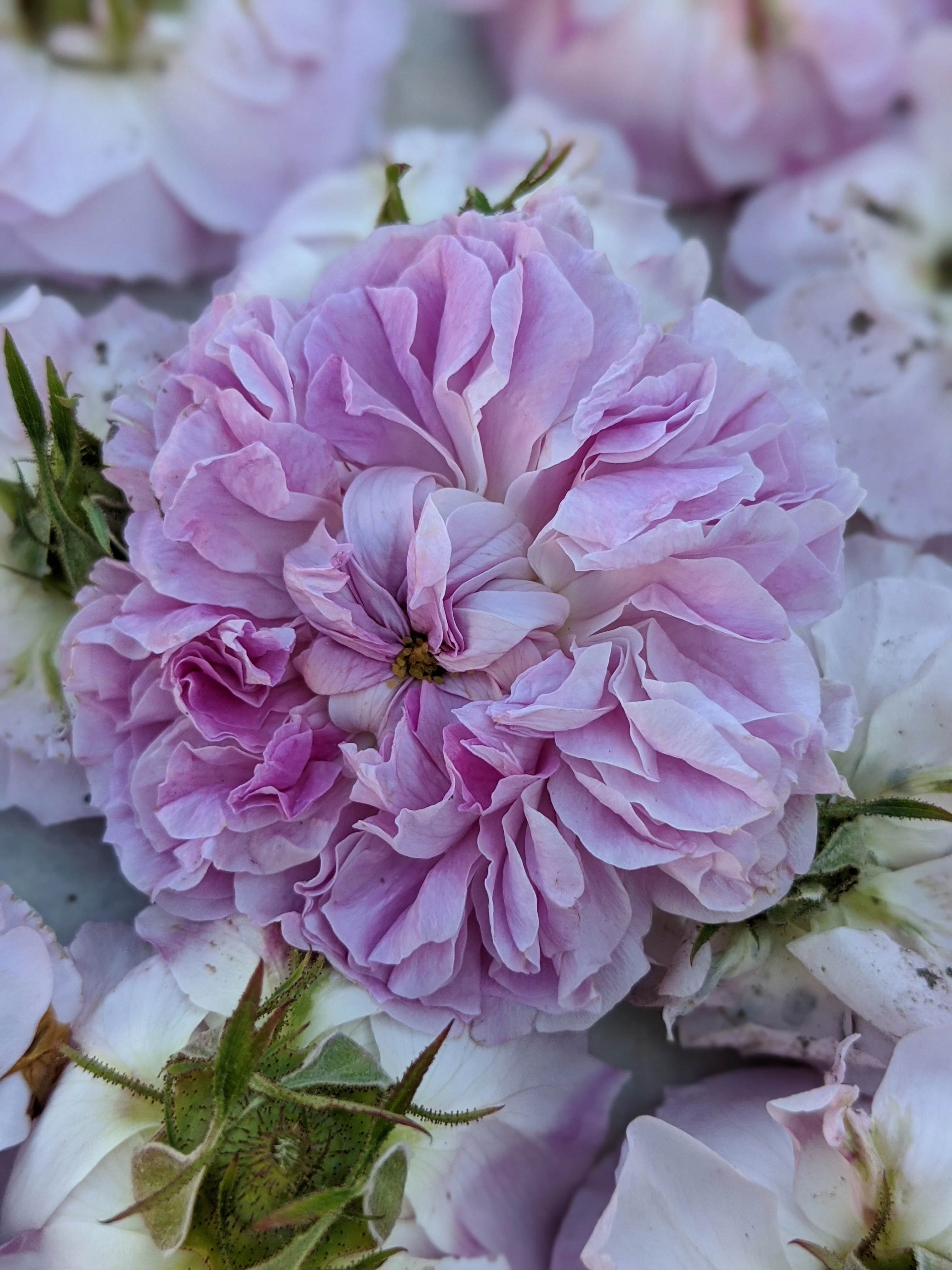 Damask Rose Enfleurage. - Image 75