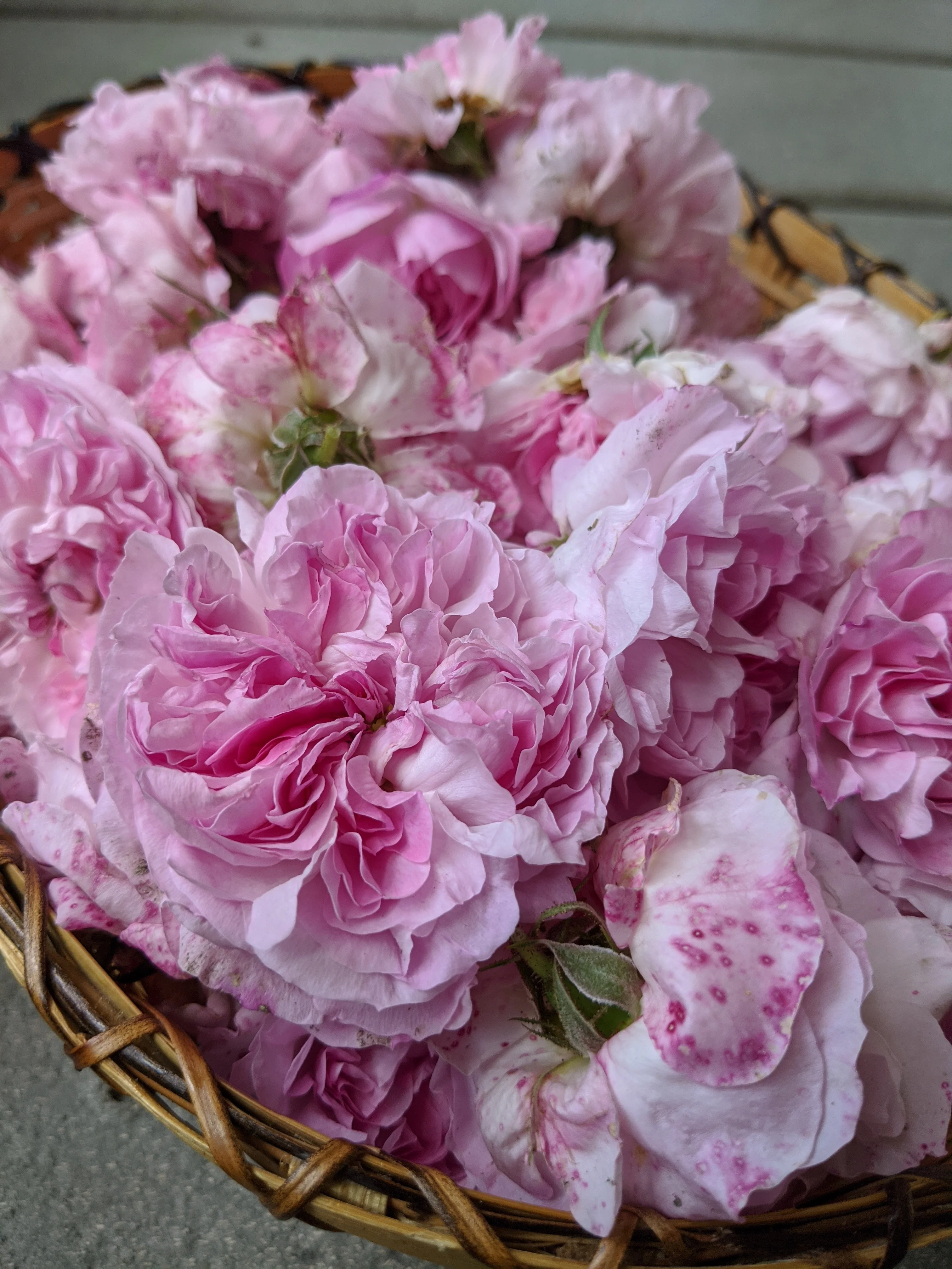 Damask Rose Enfleurage. - Image 76