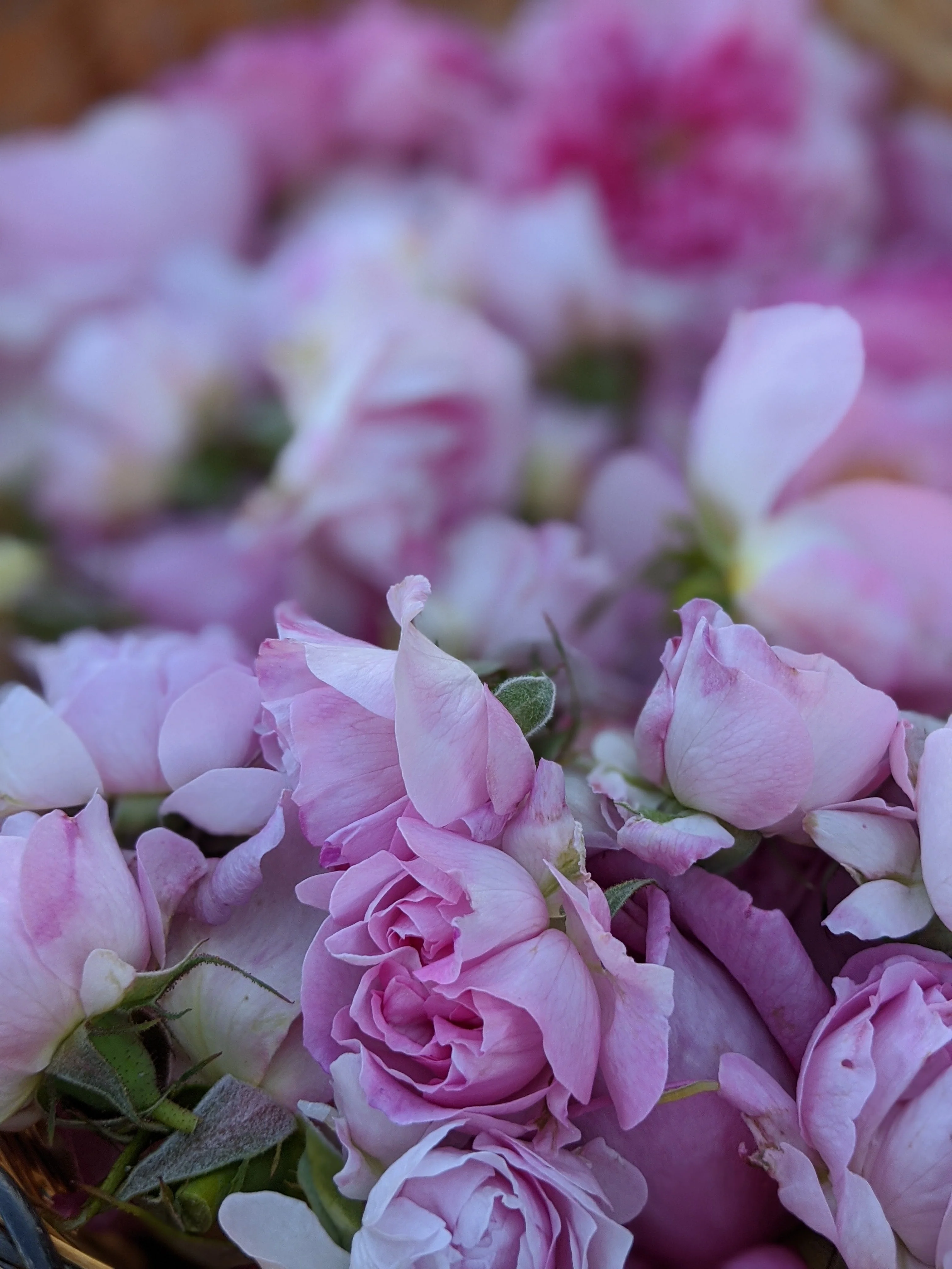 Damask Rose Enfleurage. - Image 77