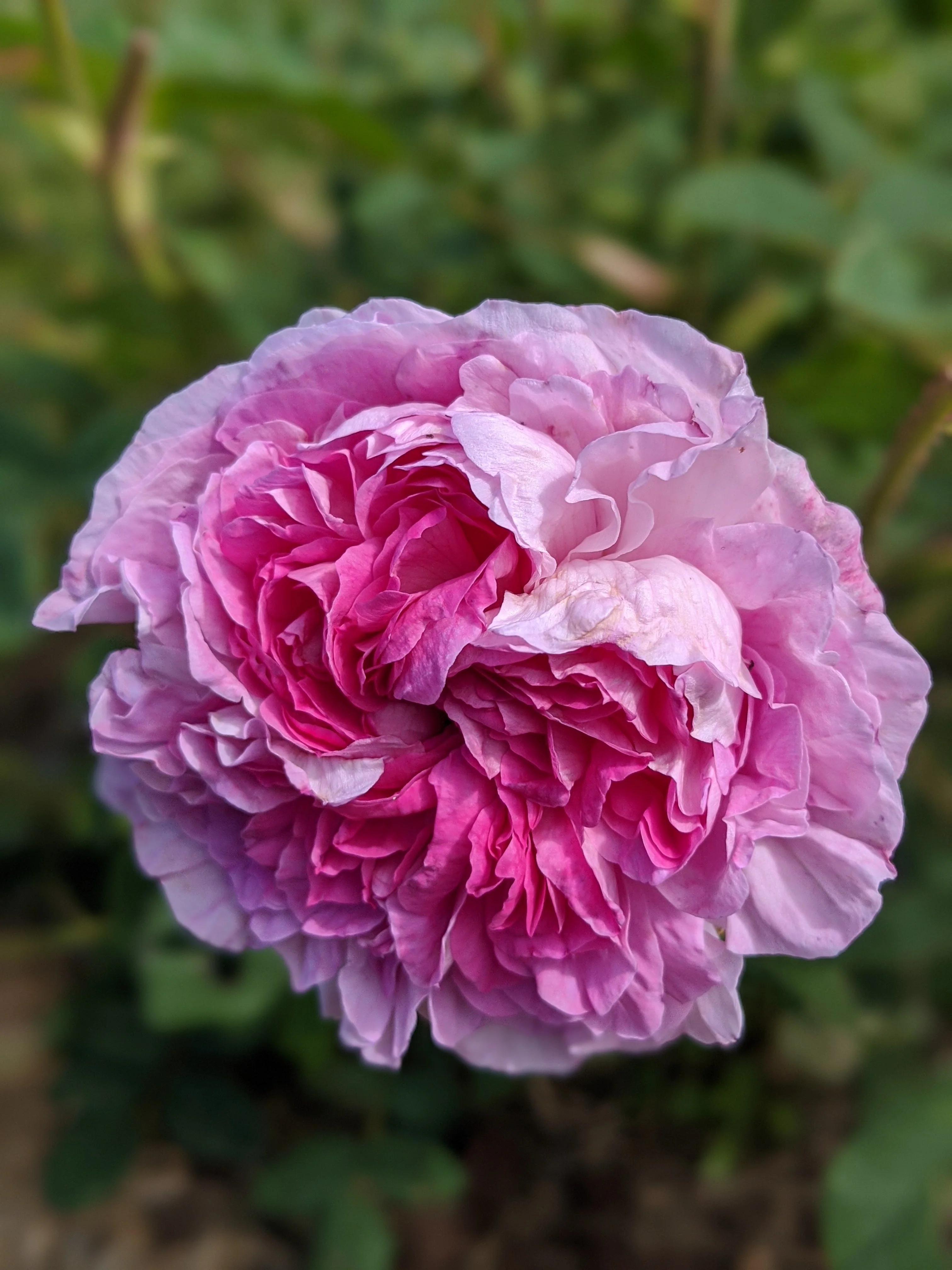 Damask Rose Enfleurage. - Image 78